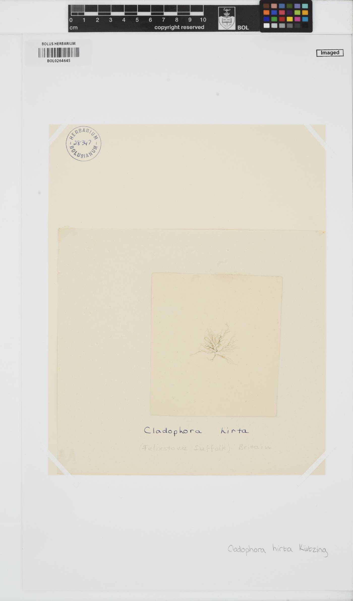 Cladophora sericea image