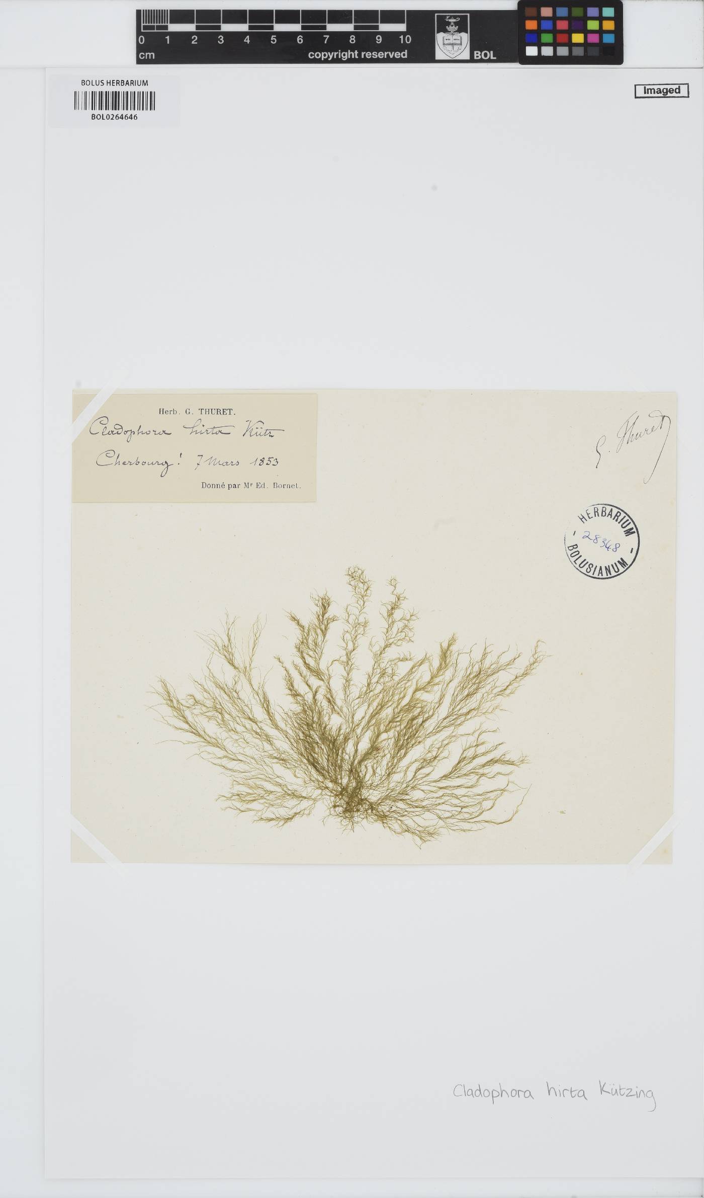 Cladophora sericea image