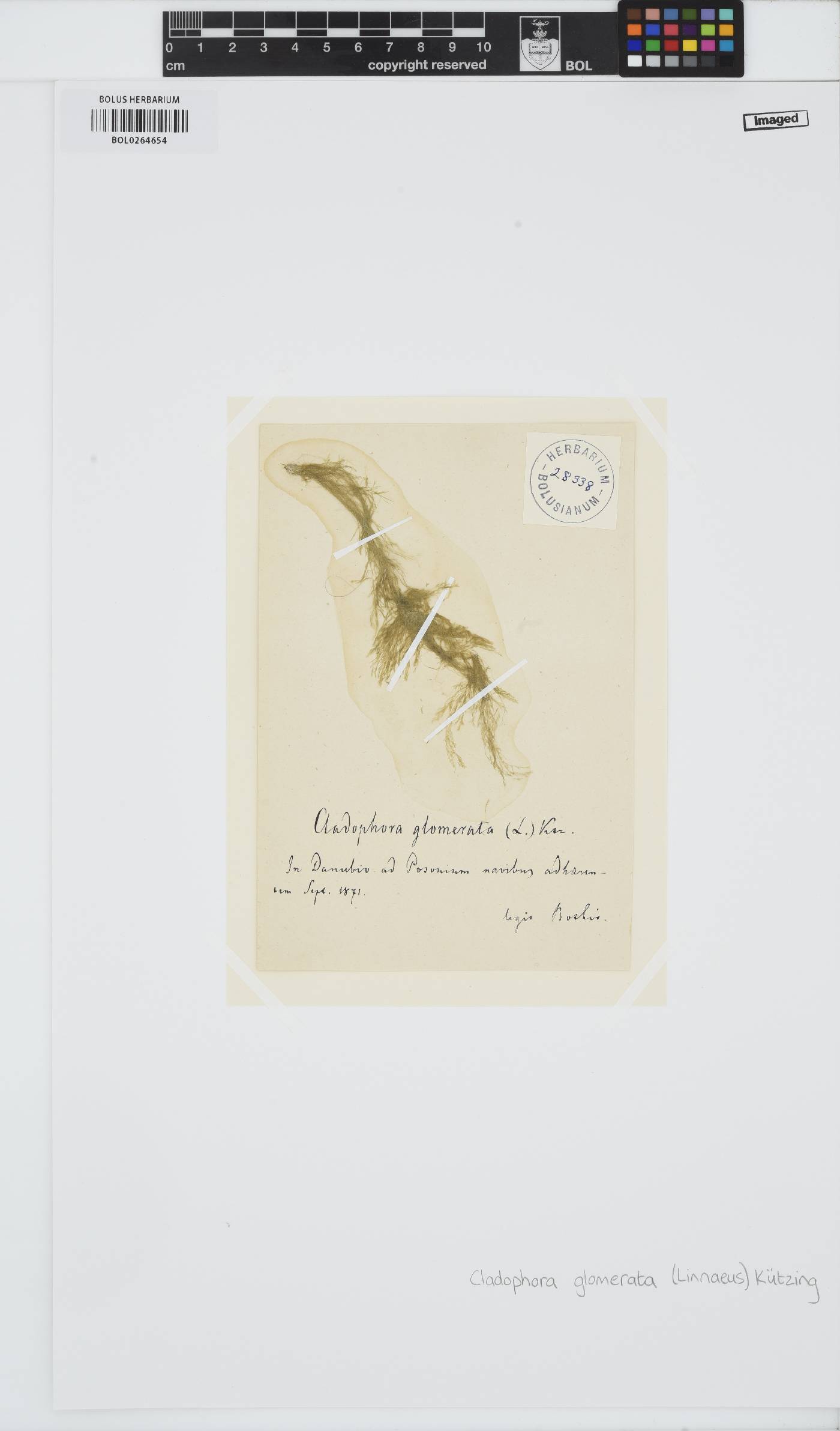 Cladophora glomerata image