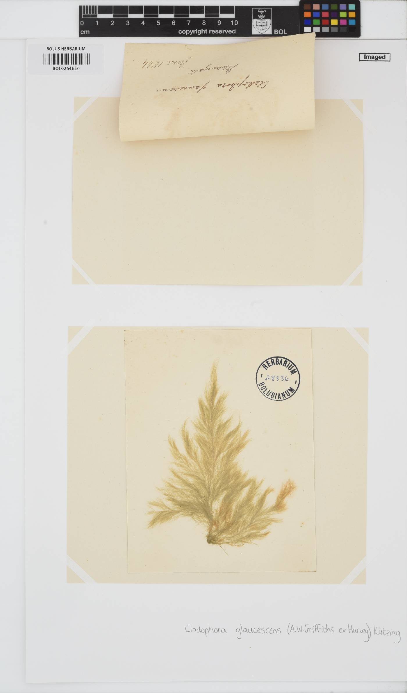 Cladophora sericea image