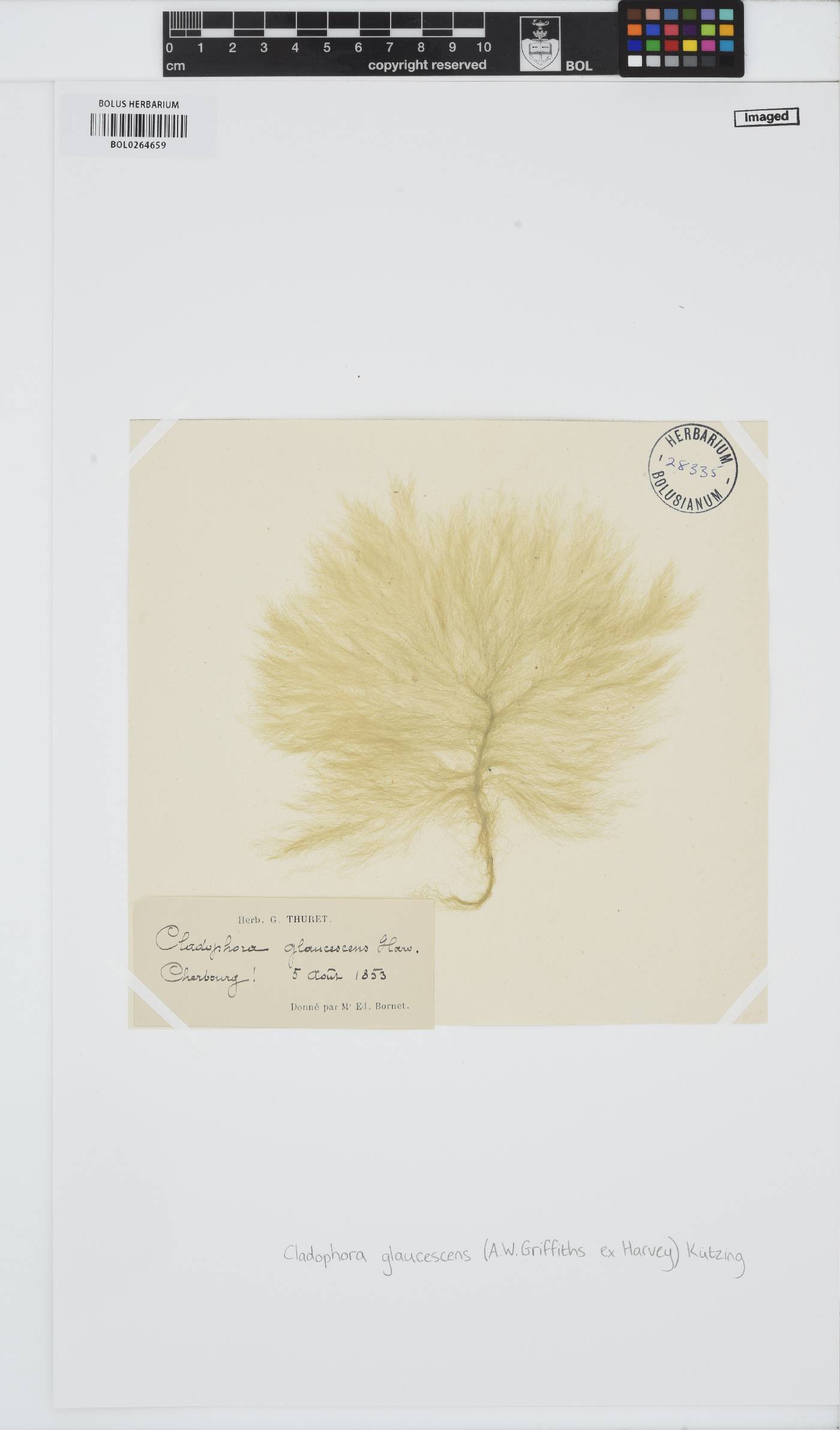 Cladophora sericea image