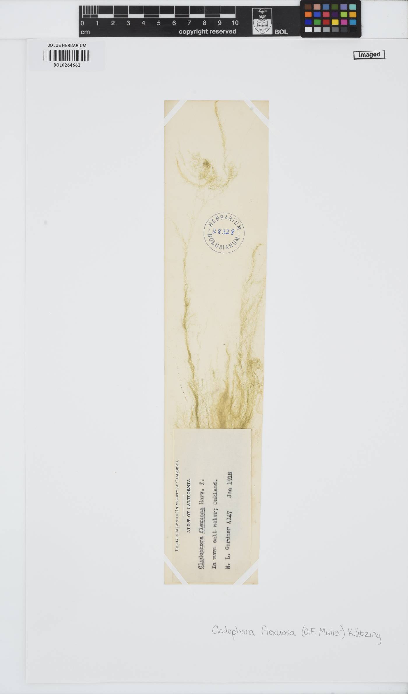 Cladophora flexuosa image