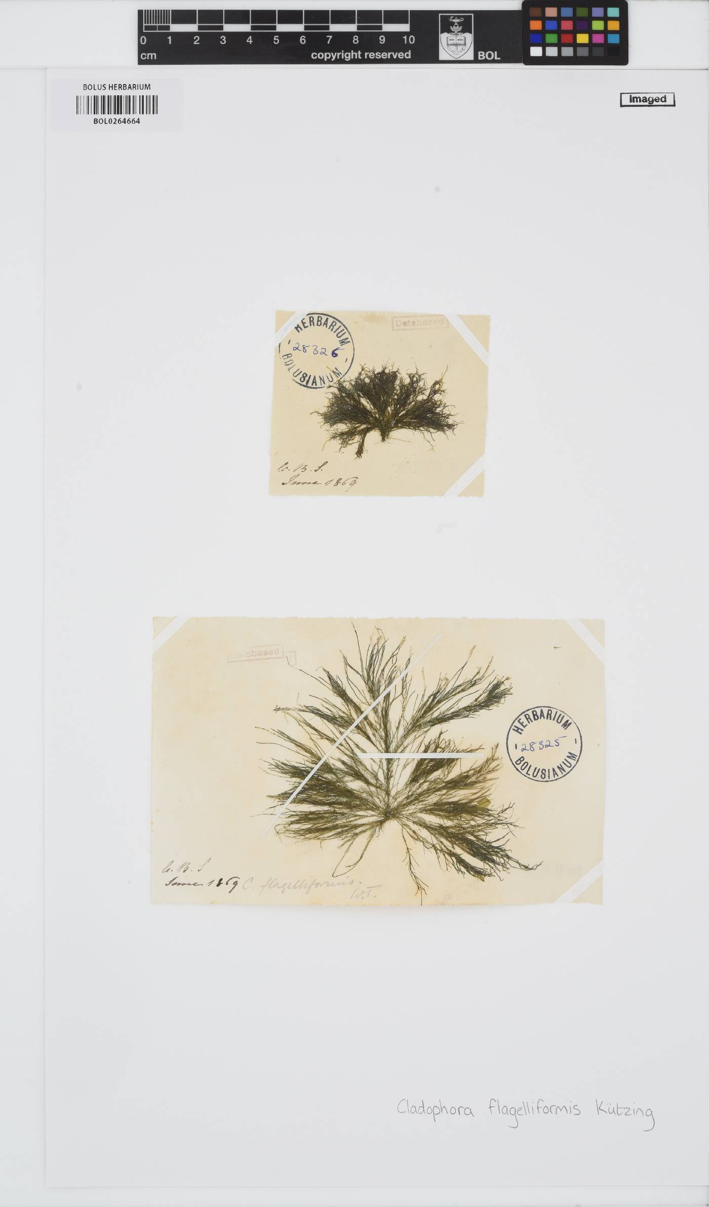 Cladophora flagelliformis image