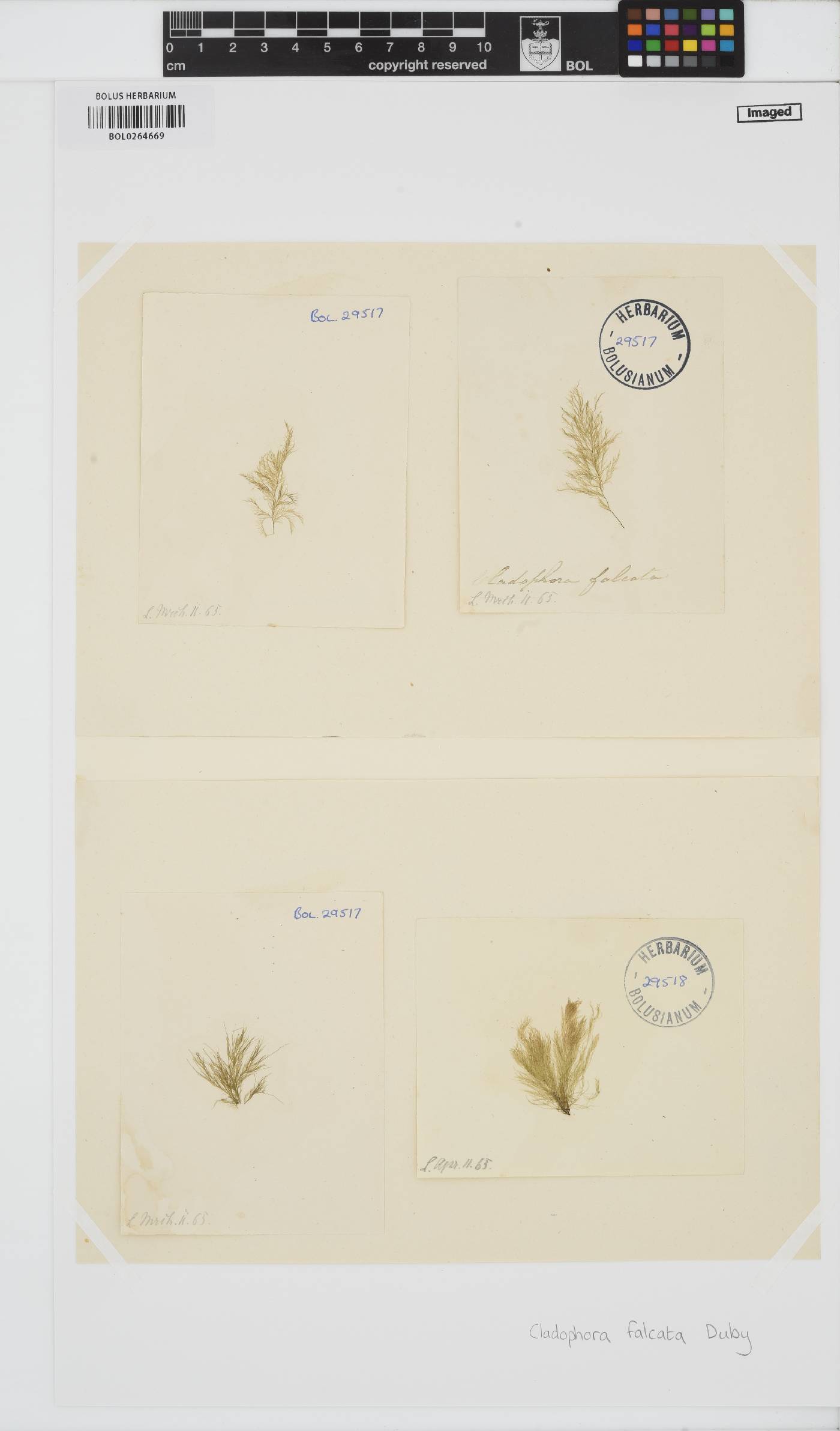 Cladophora albida image