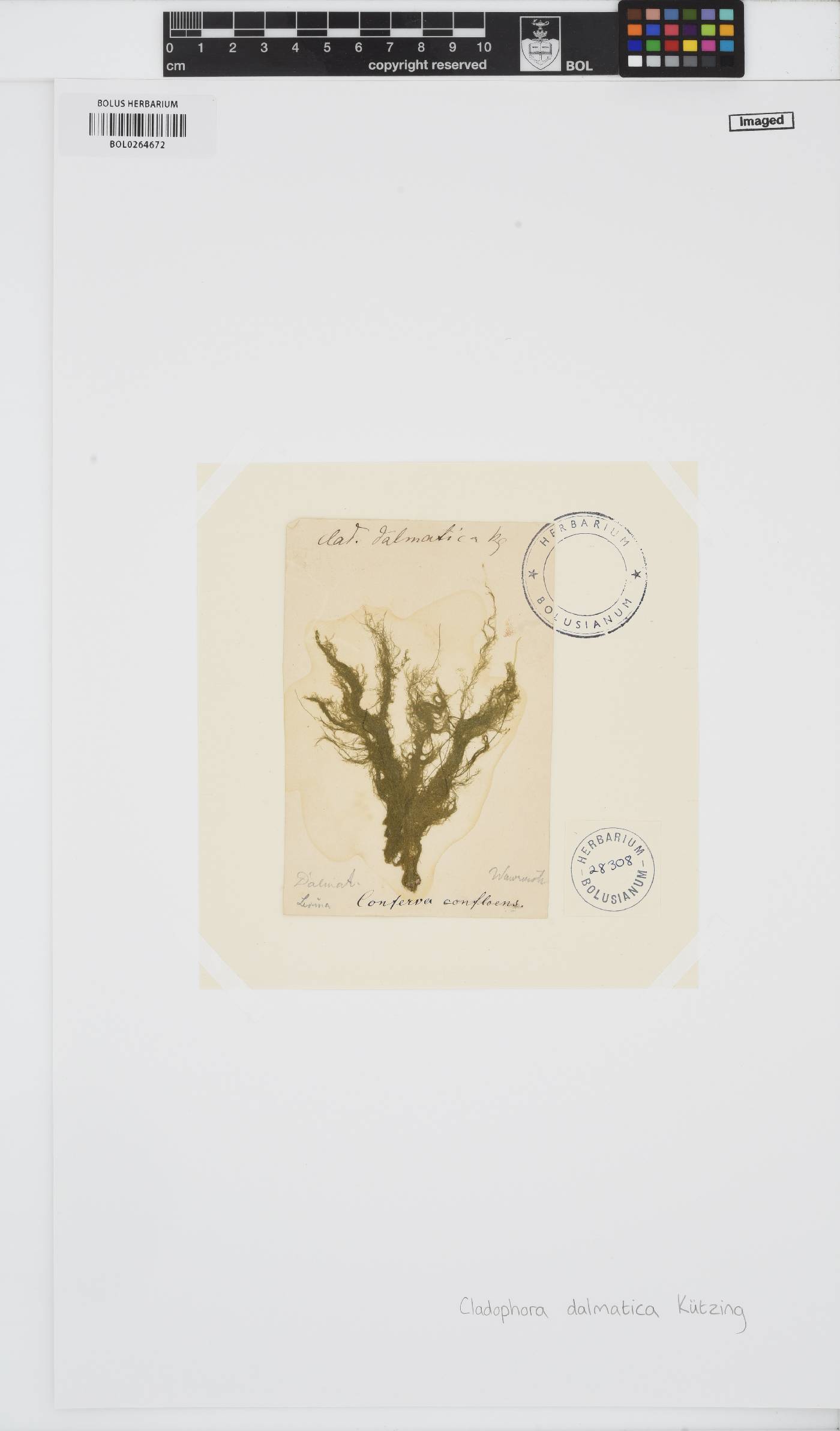 Cladophora dalmatica image