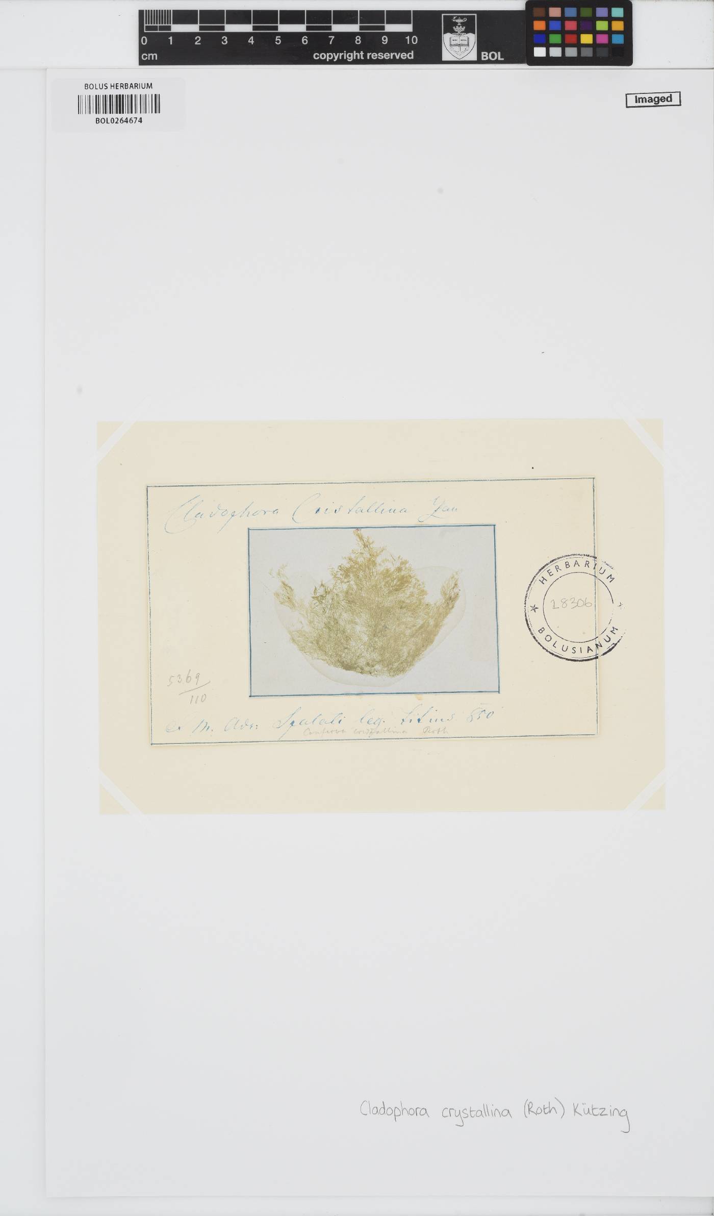 Cladophora crystallina image