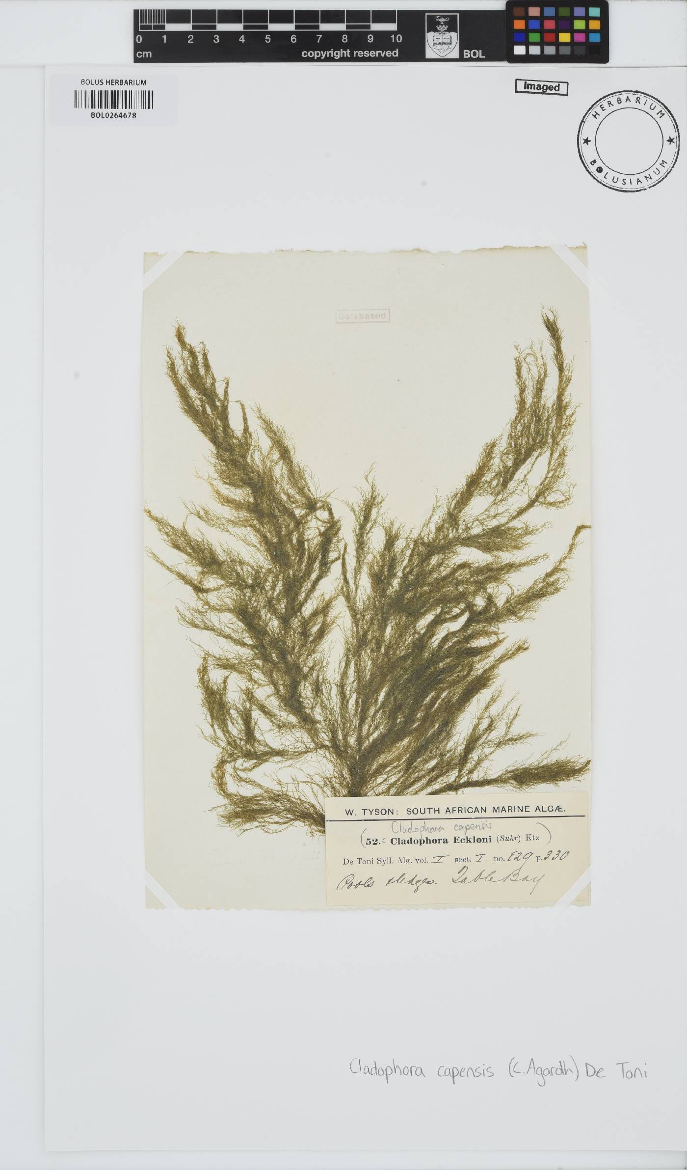 Cladophora capensis image