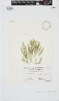 Image of Lychaete bainesii