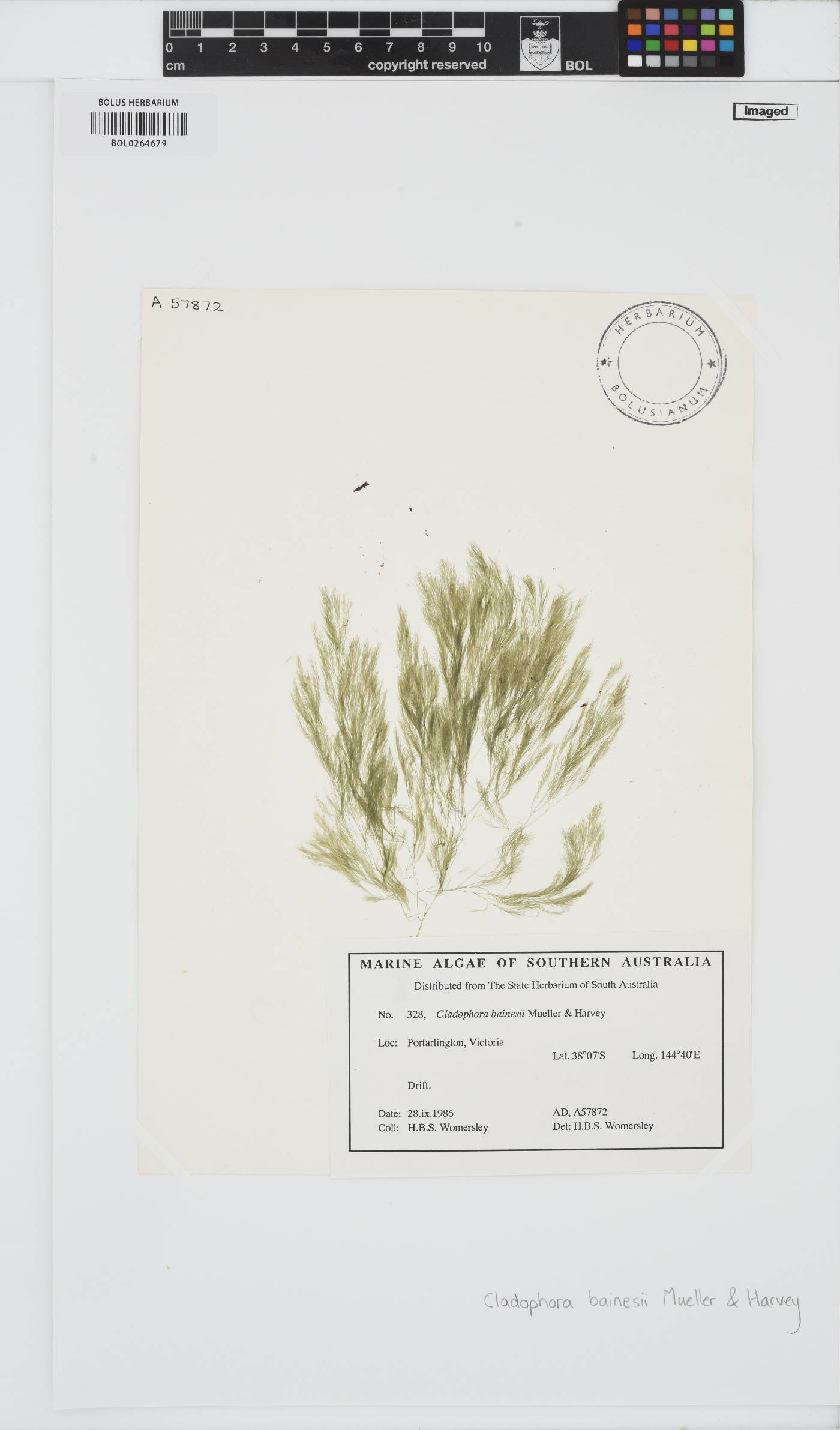 Lychaete bainesii image