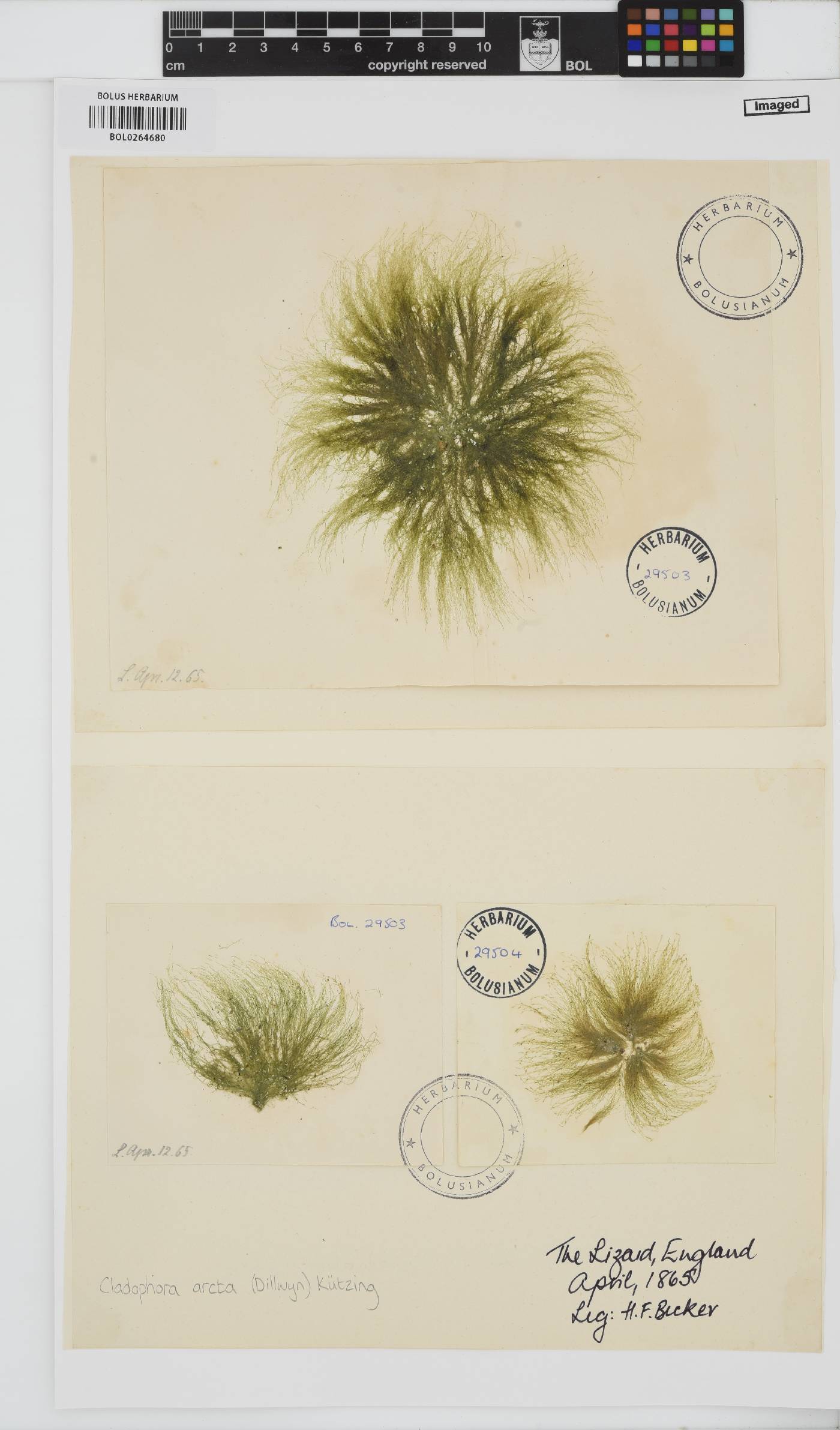 Acrosiphonia image