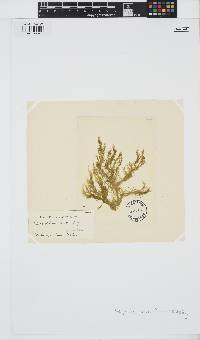 Acrosiphonia arcta image