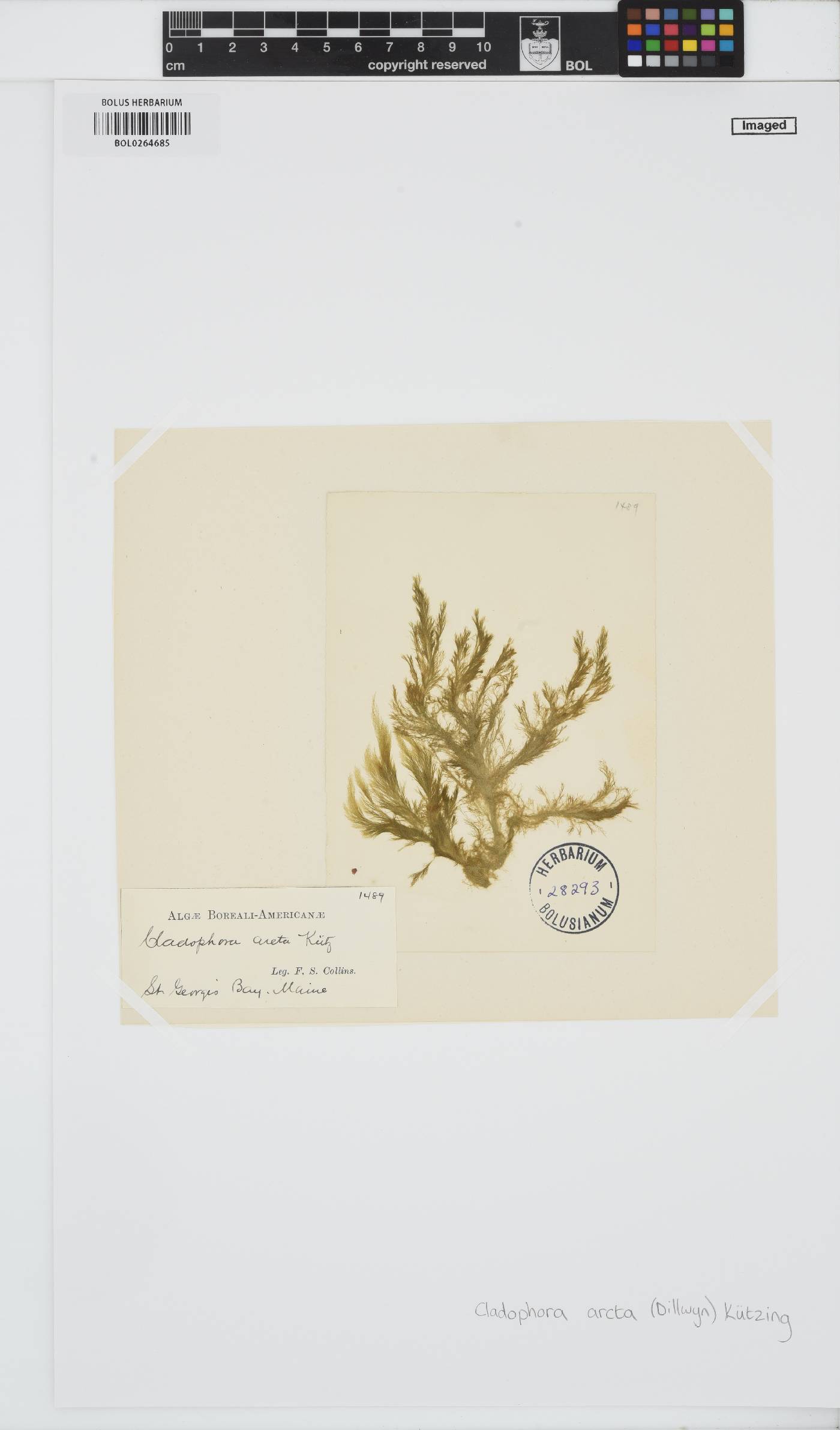 Acrosiphonia arcta image