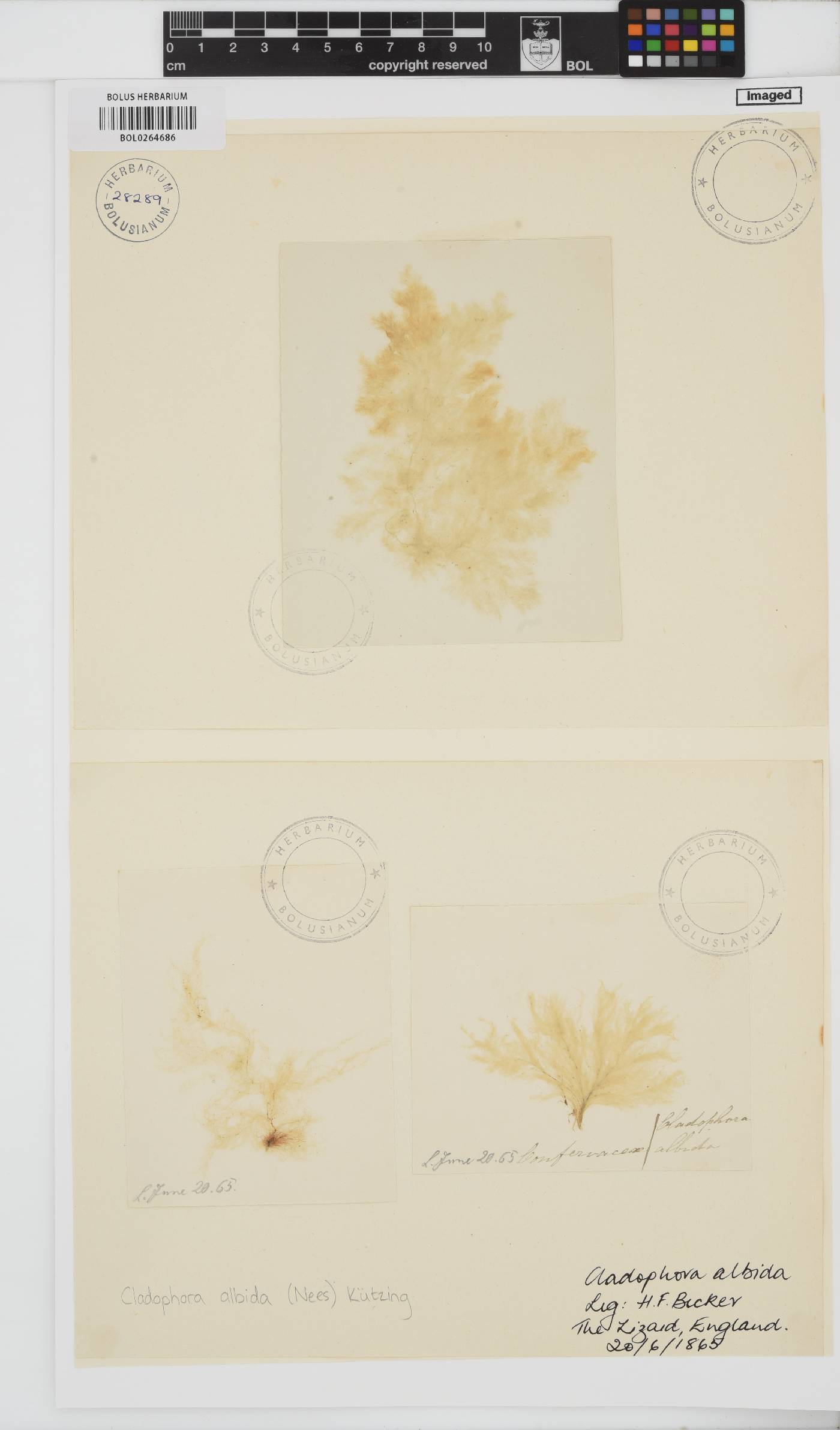 Cladophora albida image