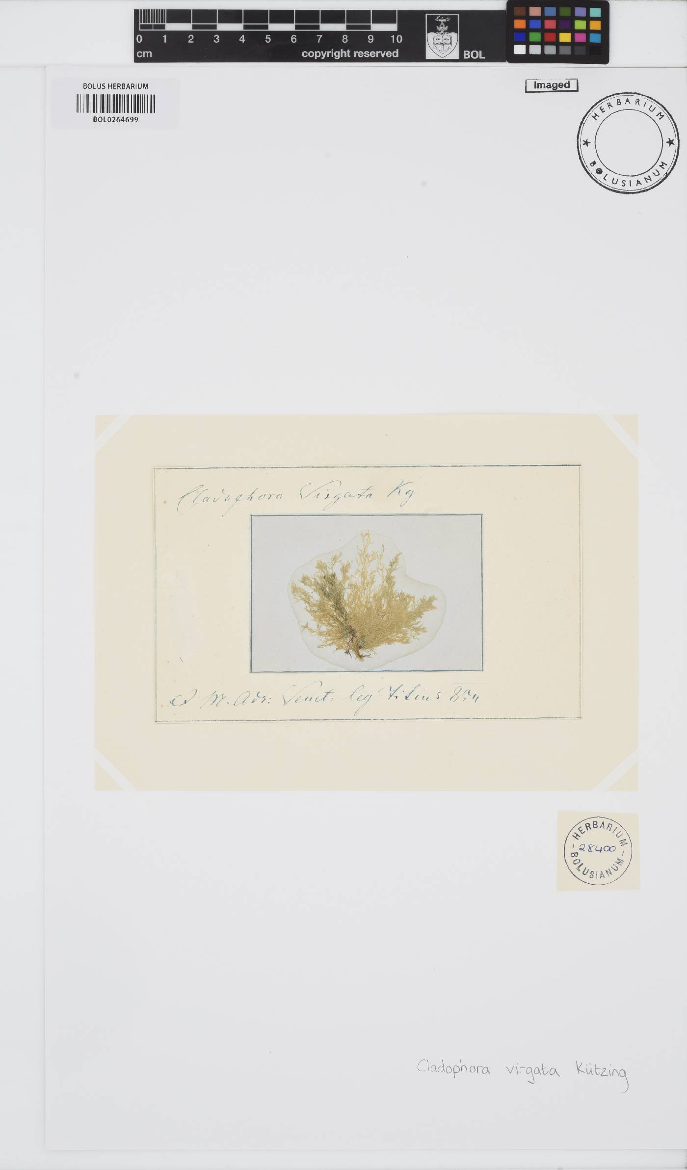 Cladophora flagelliformis image