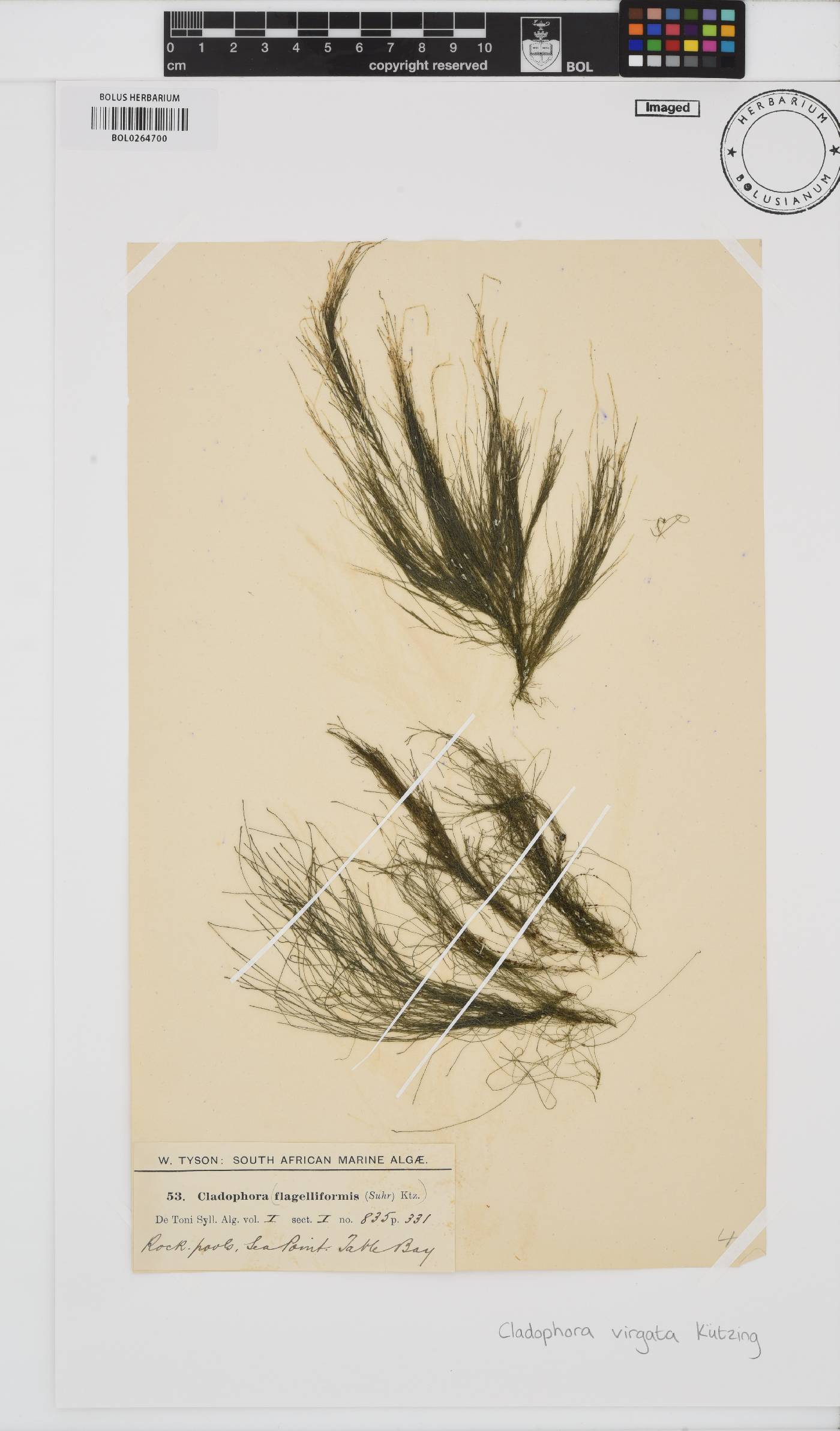 Cladophora flagelliformis image