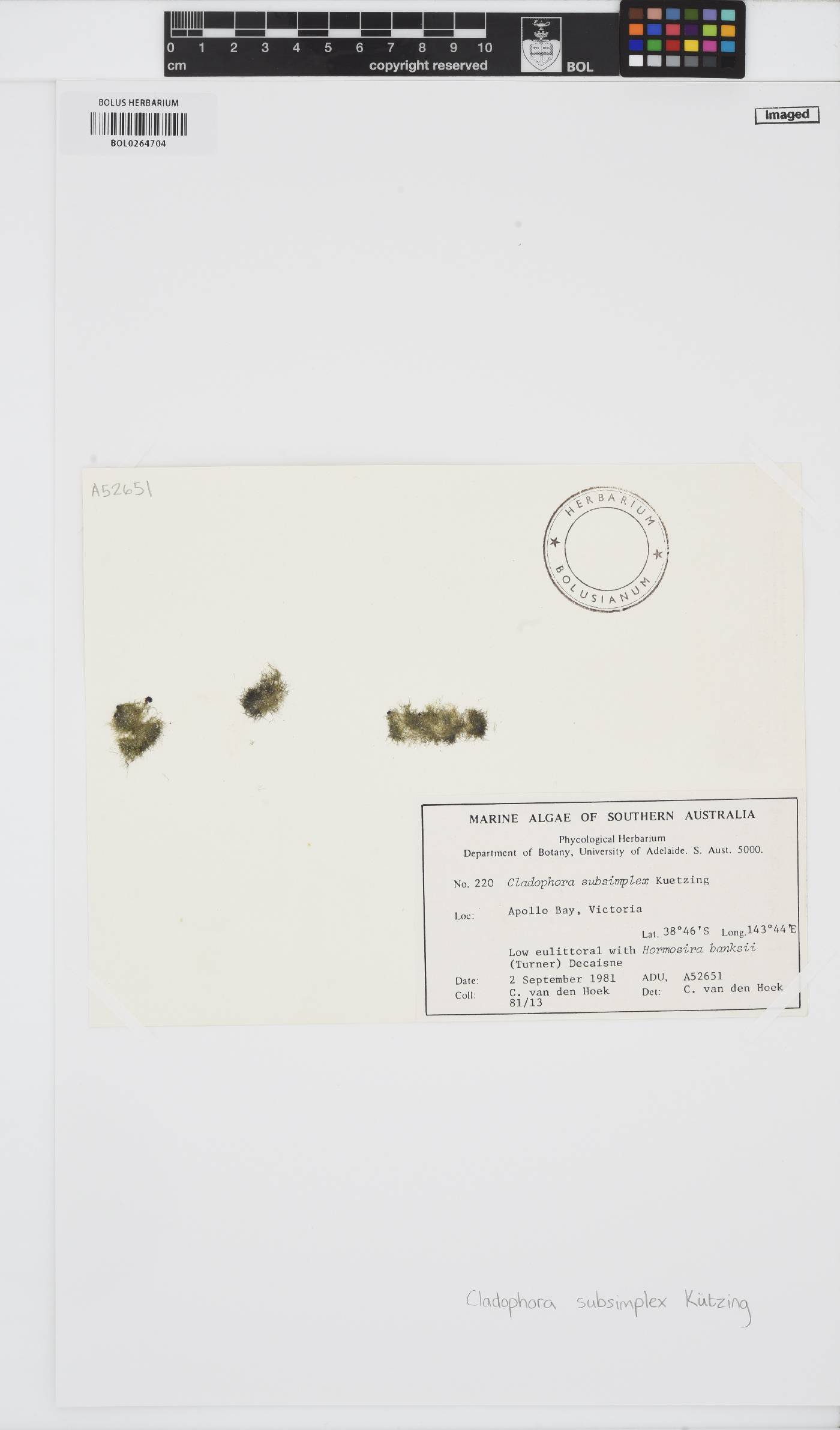 Rama falklandica image