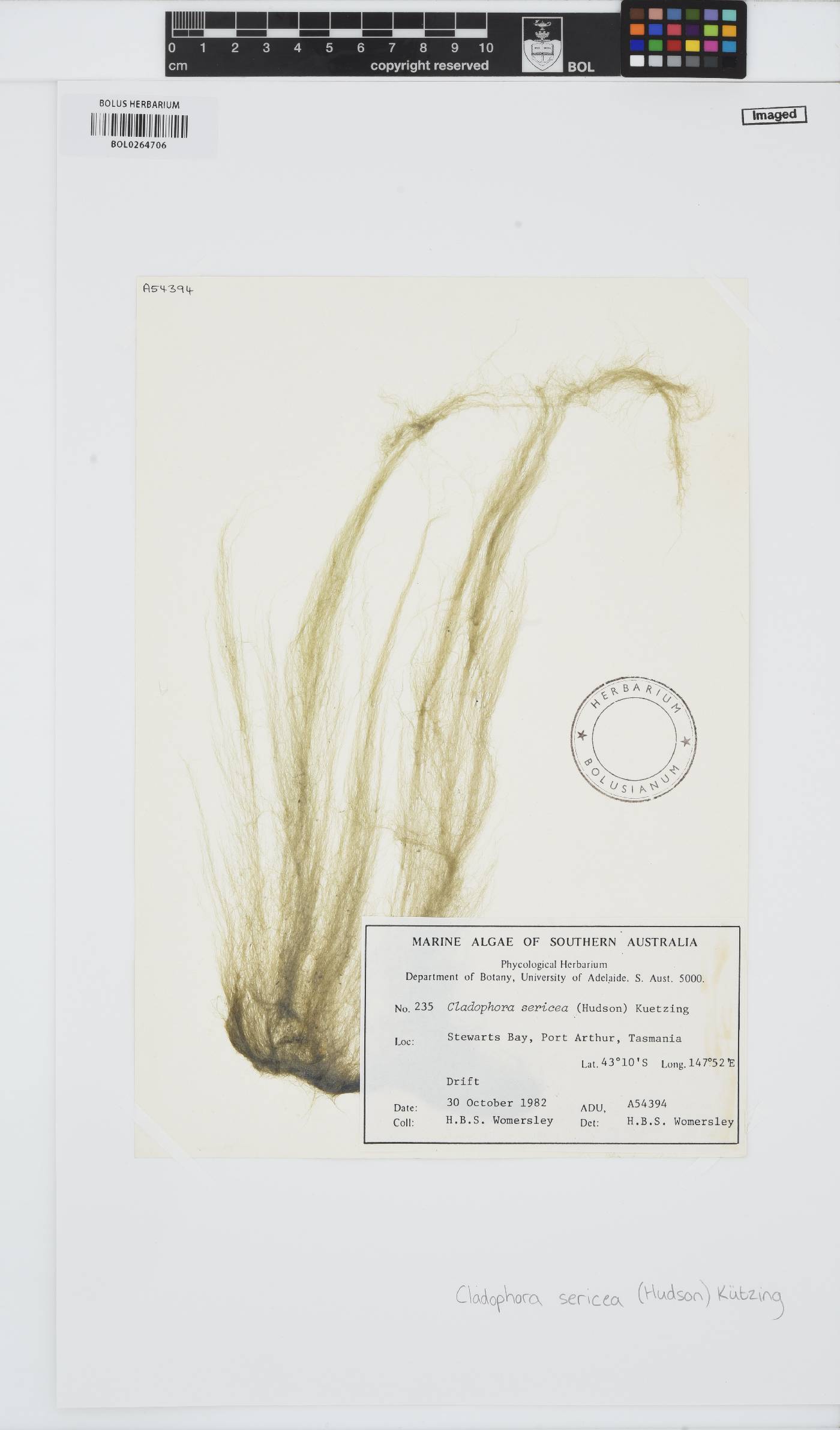 Cladophora sericea image