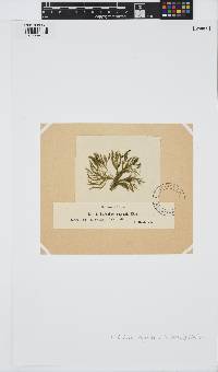 Rama rupestris image