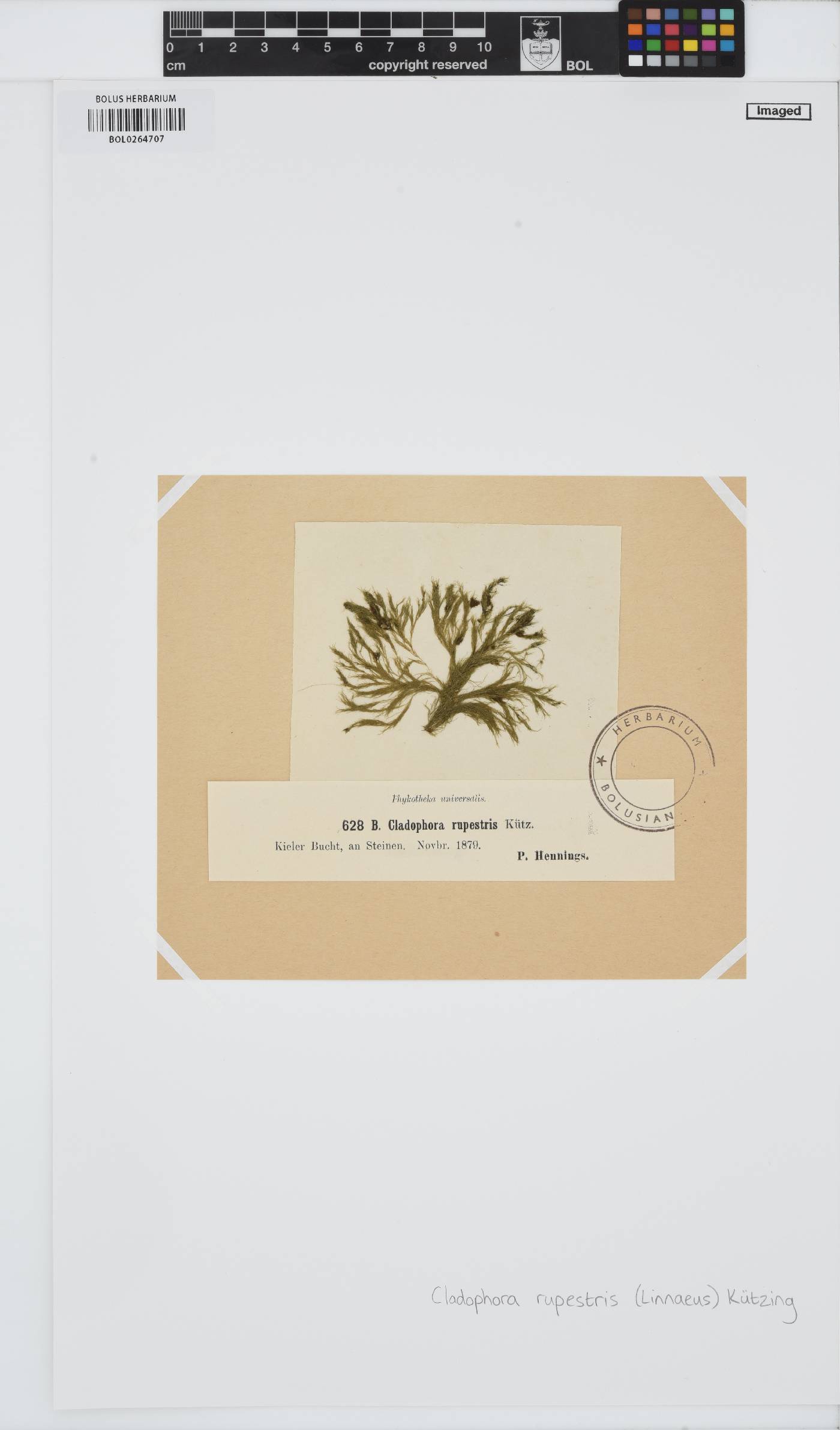 Rama rupestris image