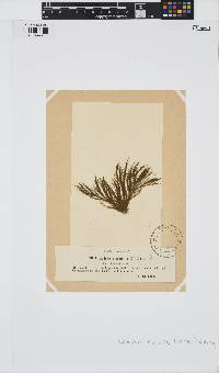 Rama rupestris image