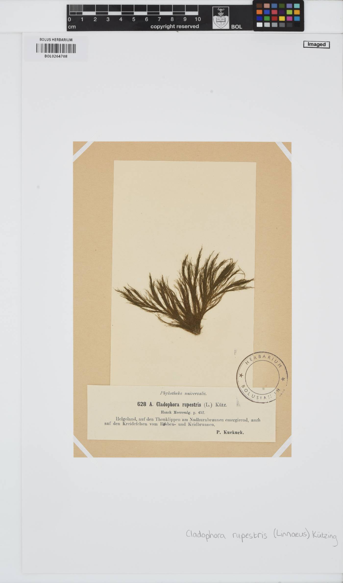 Rama rupestris image