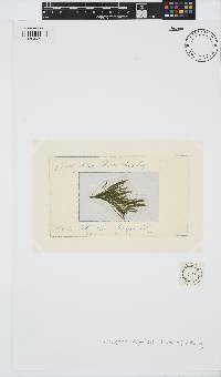 Rama rupestris image