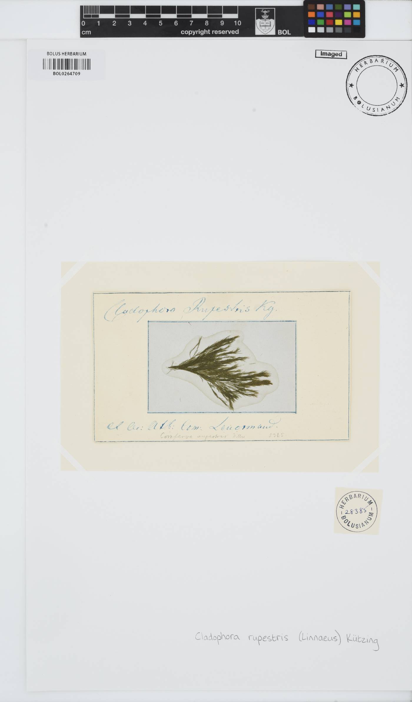 Rama rupestris image