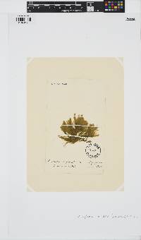 Rama rupestris image