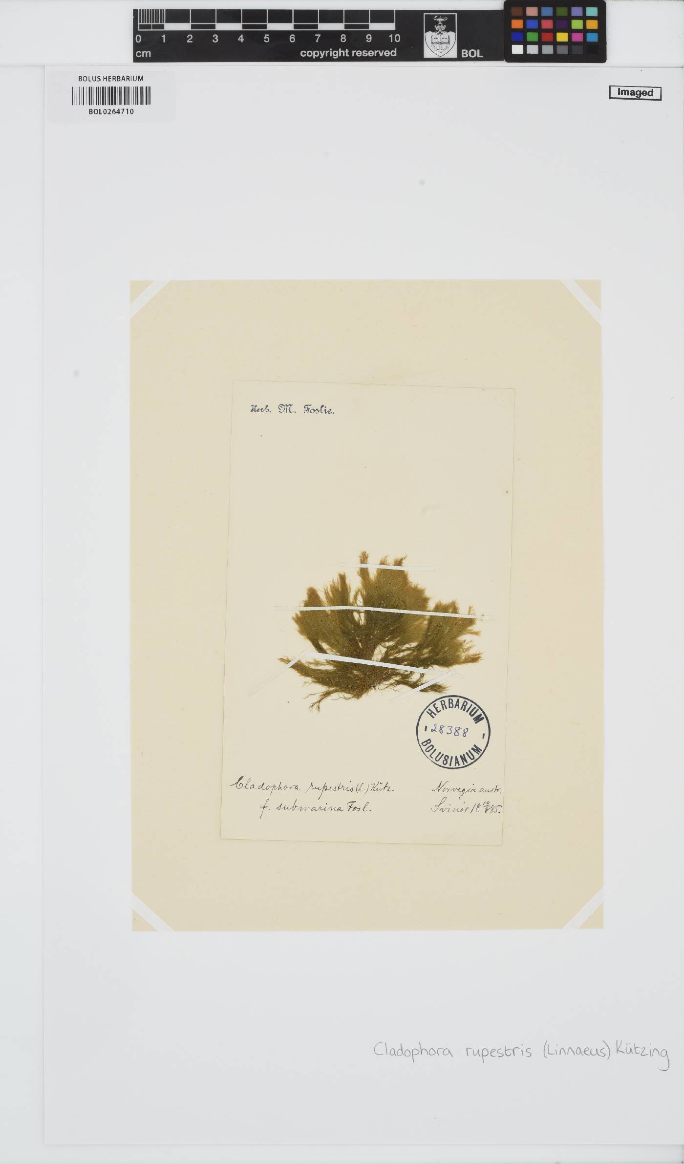 Rama rupestris image