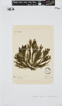 Rama rupestris image