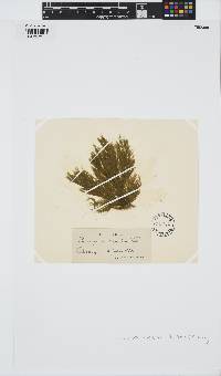 Rama rupestris image