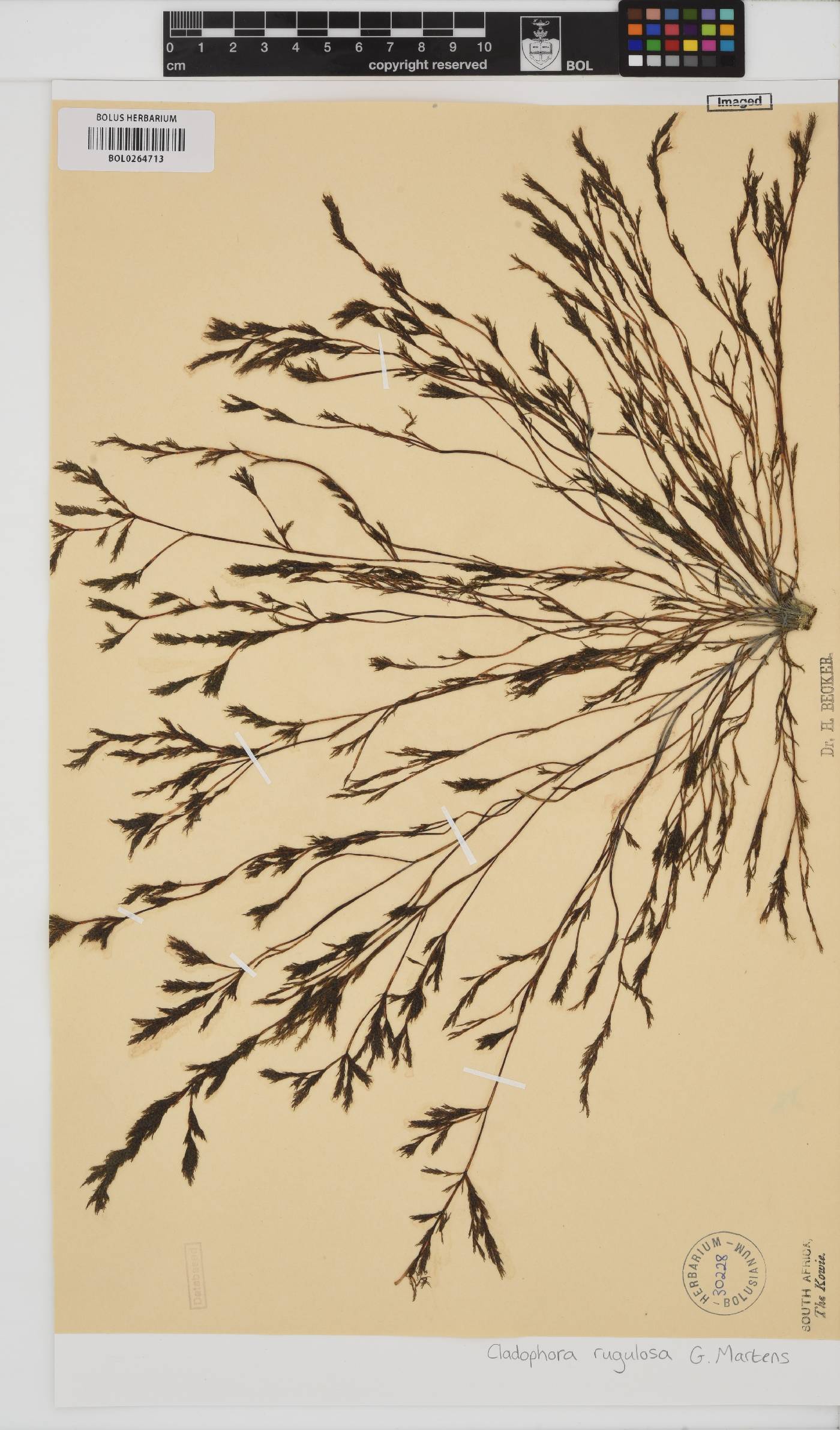 Cladophora rugulosa image