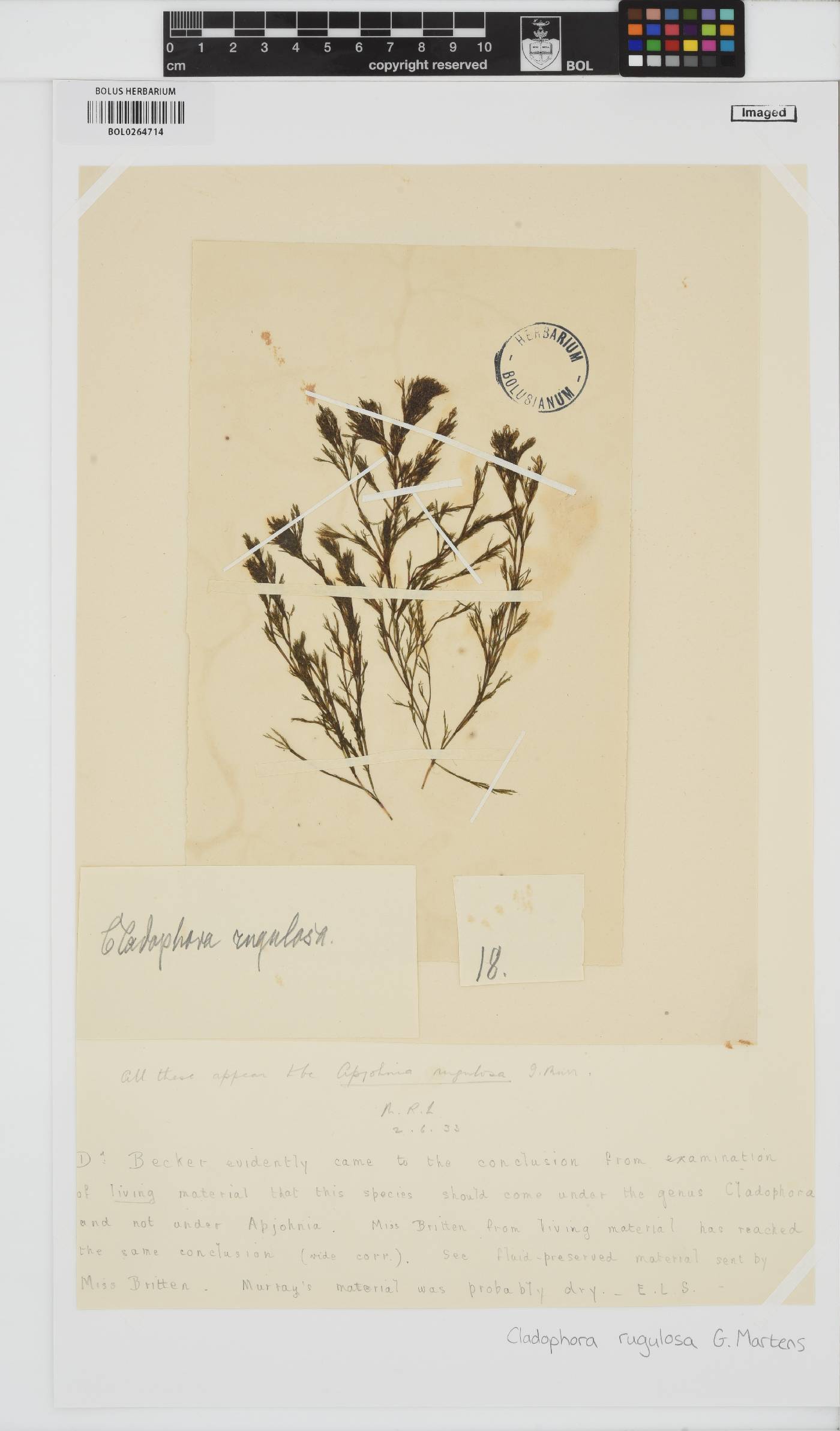 Cladophora rugulosa image