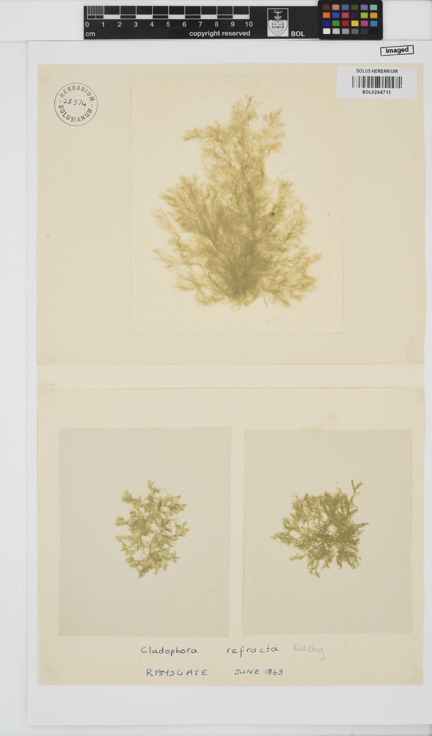 Cladophora refracta image