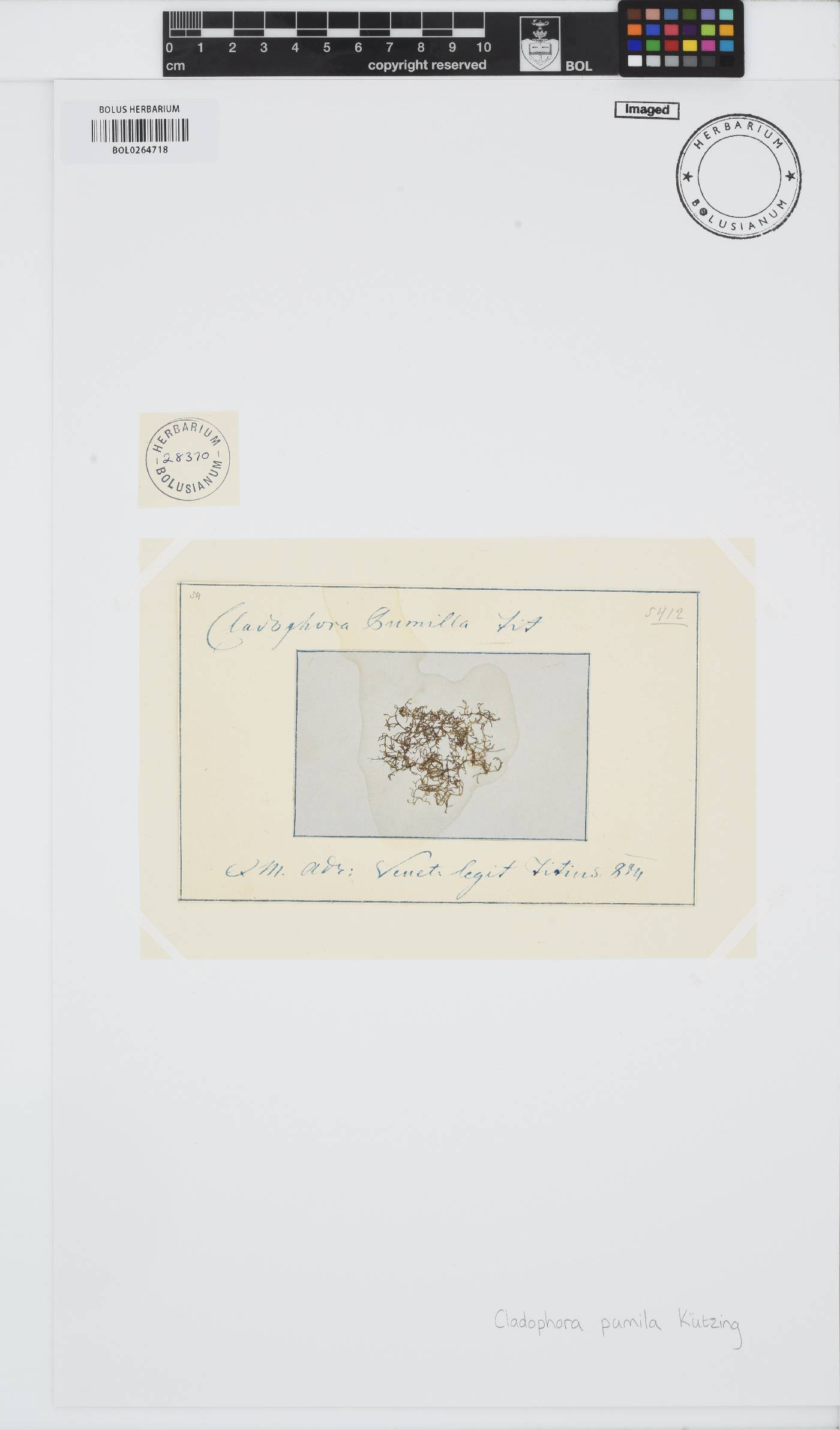 Cladophora albida image