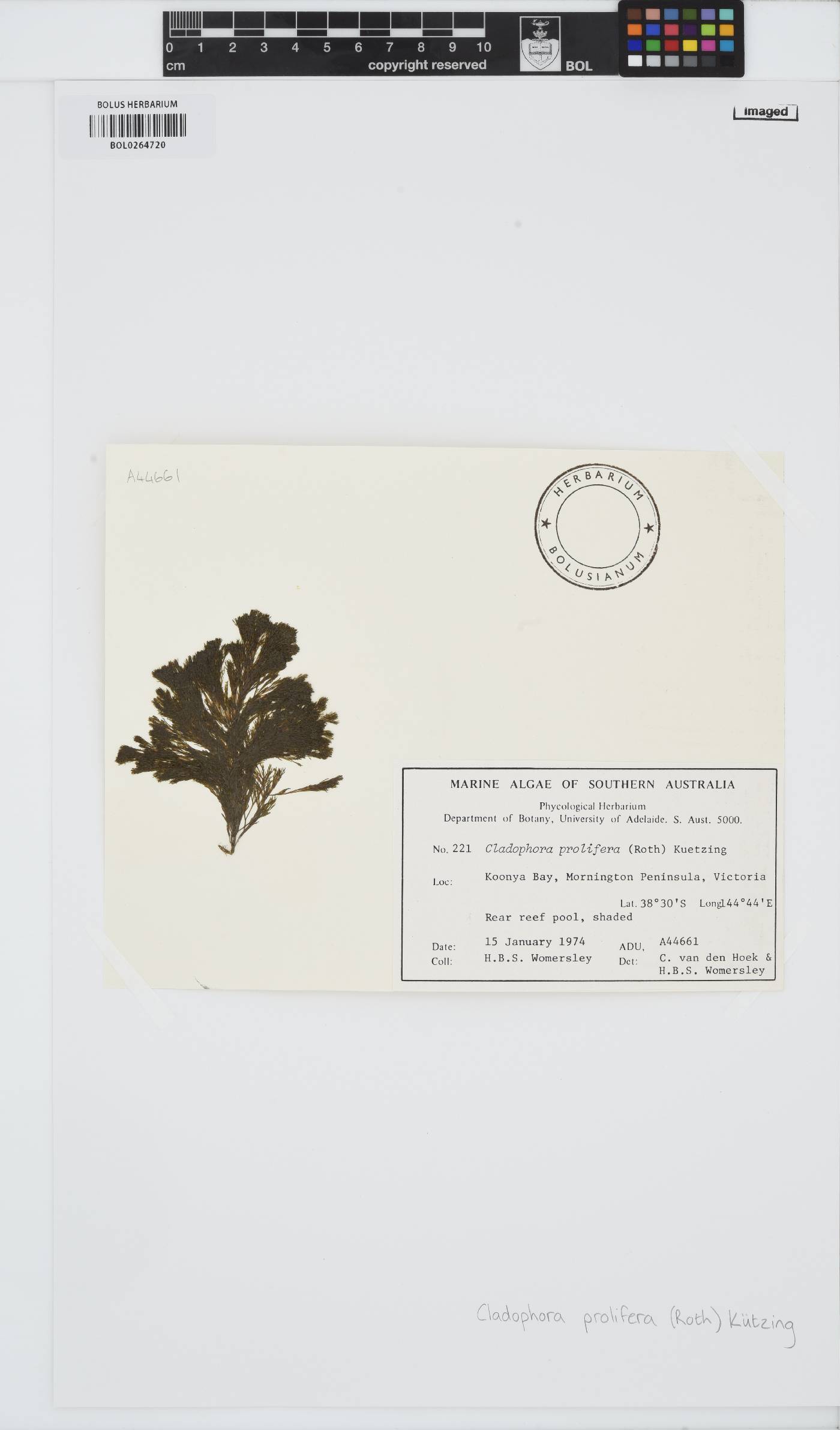 Cladophora prolifera image