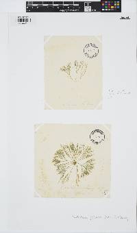 Lychaete pellucida image