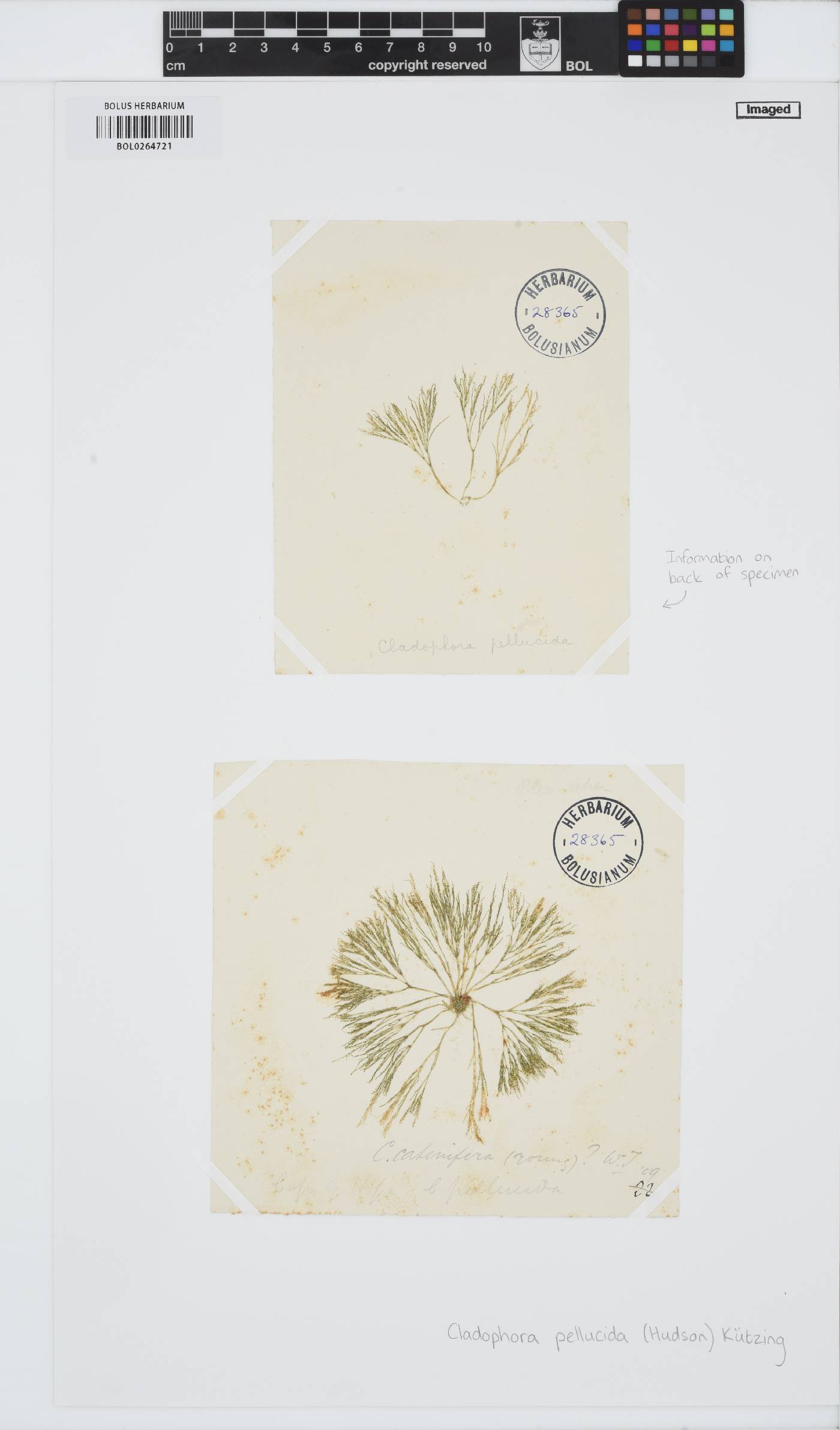 Lychaete pellucida image