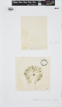 Lychaete pellucida image