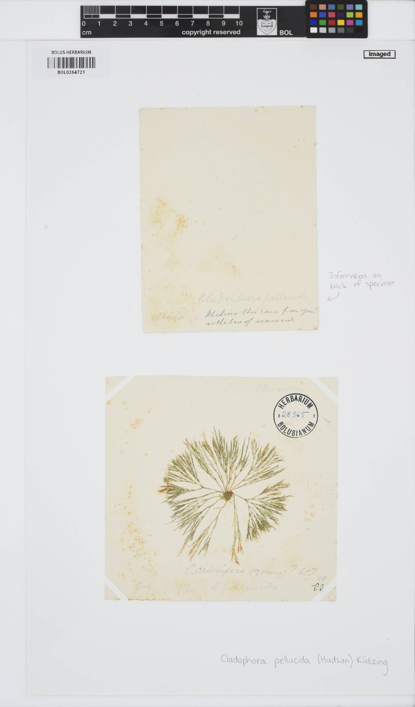 Lychaete pellucida image