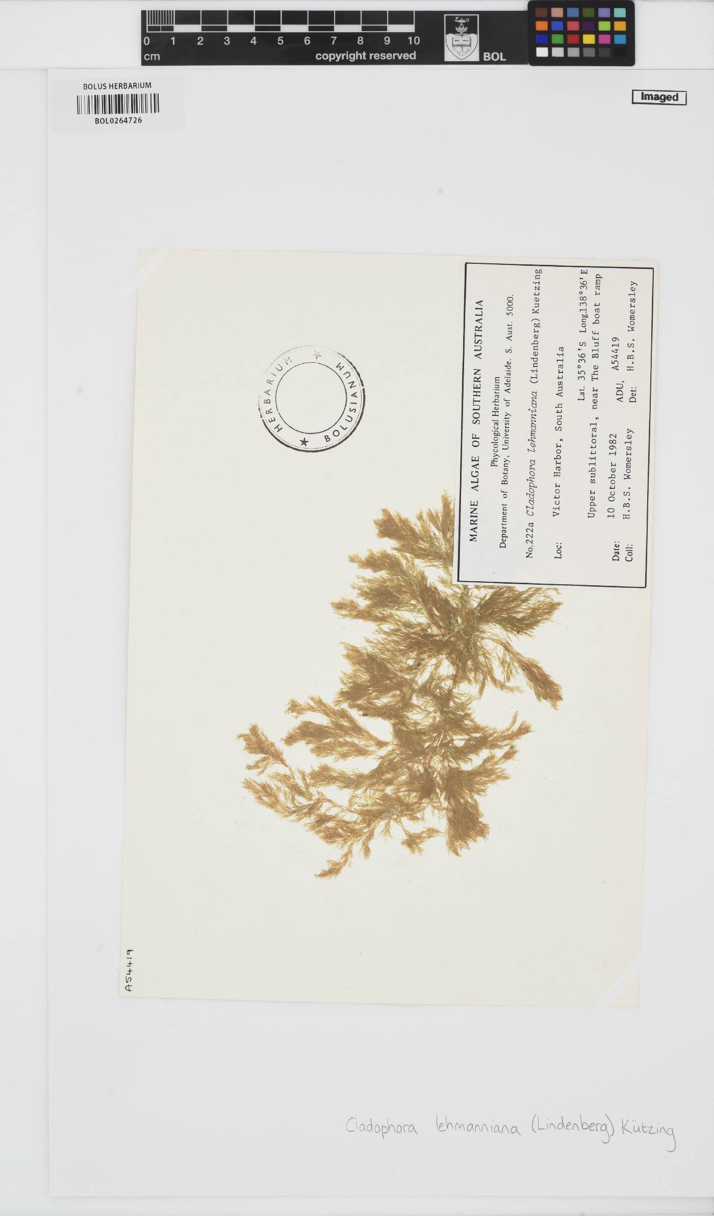 Cladophora lehmanniana image