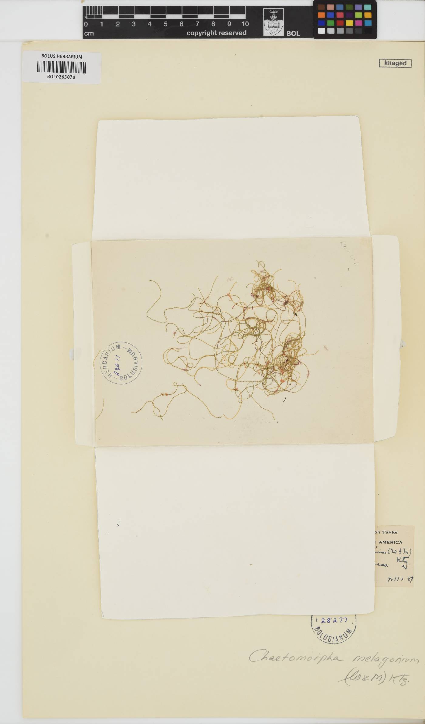 Chaetomorpha melagonium image