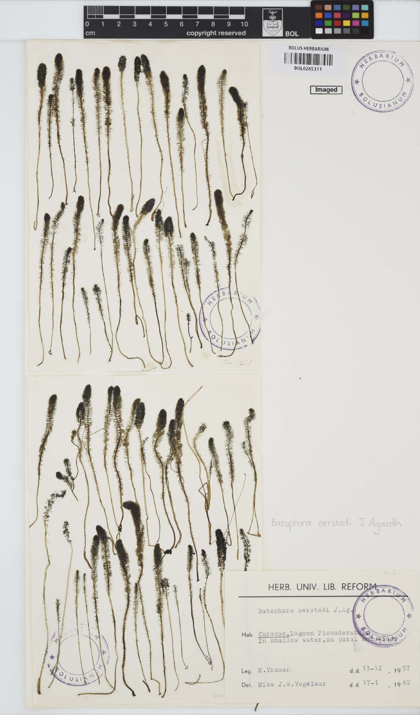 Batophora oerstedii image