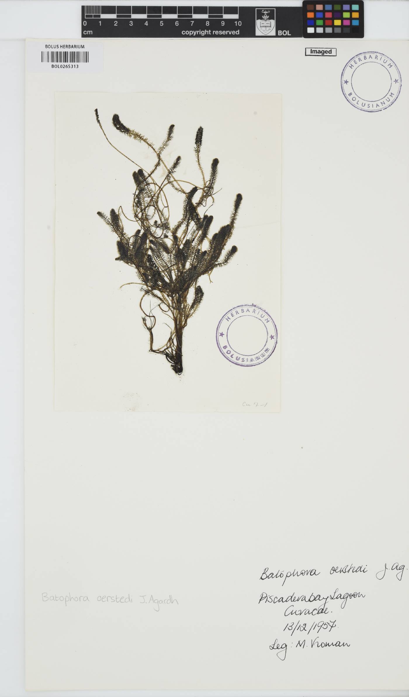 Batophora oerstedii image