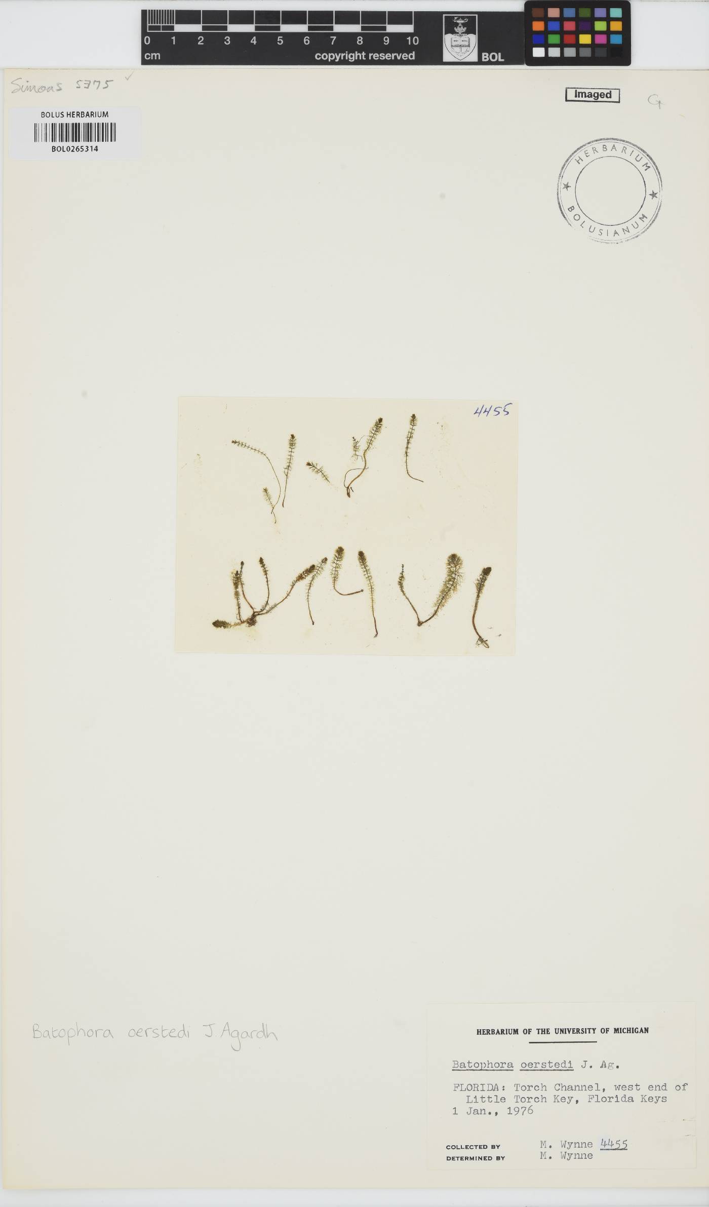 Batophora image