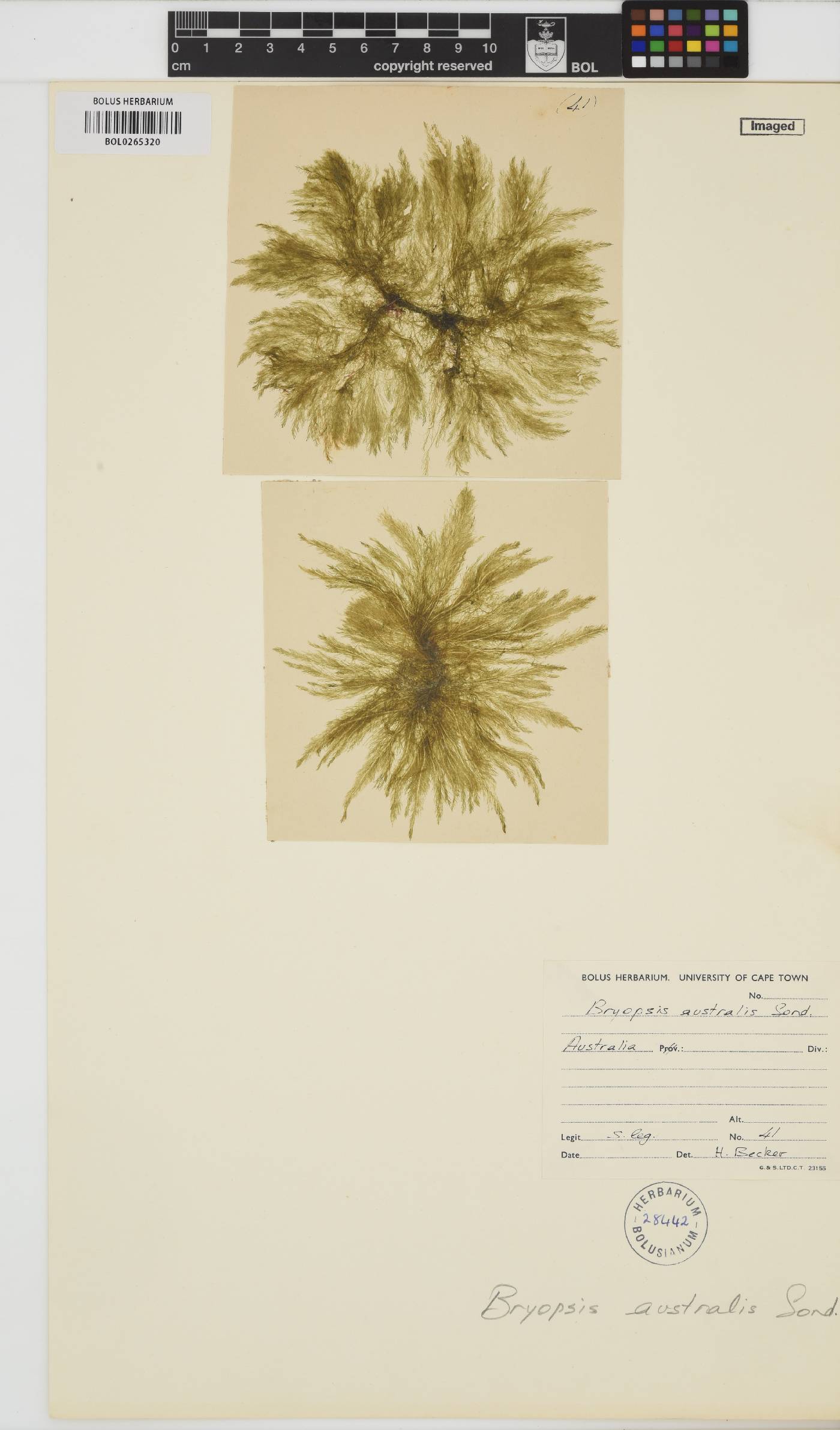 Bryopsis australis image