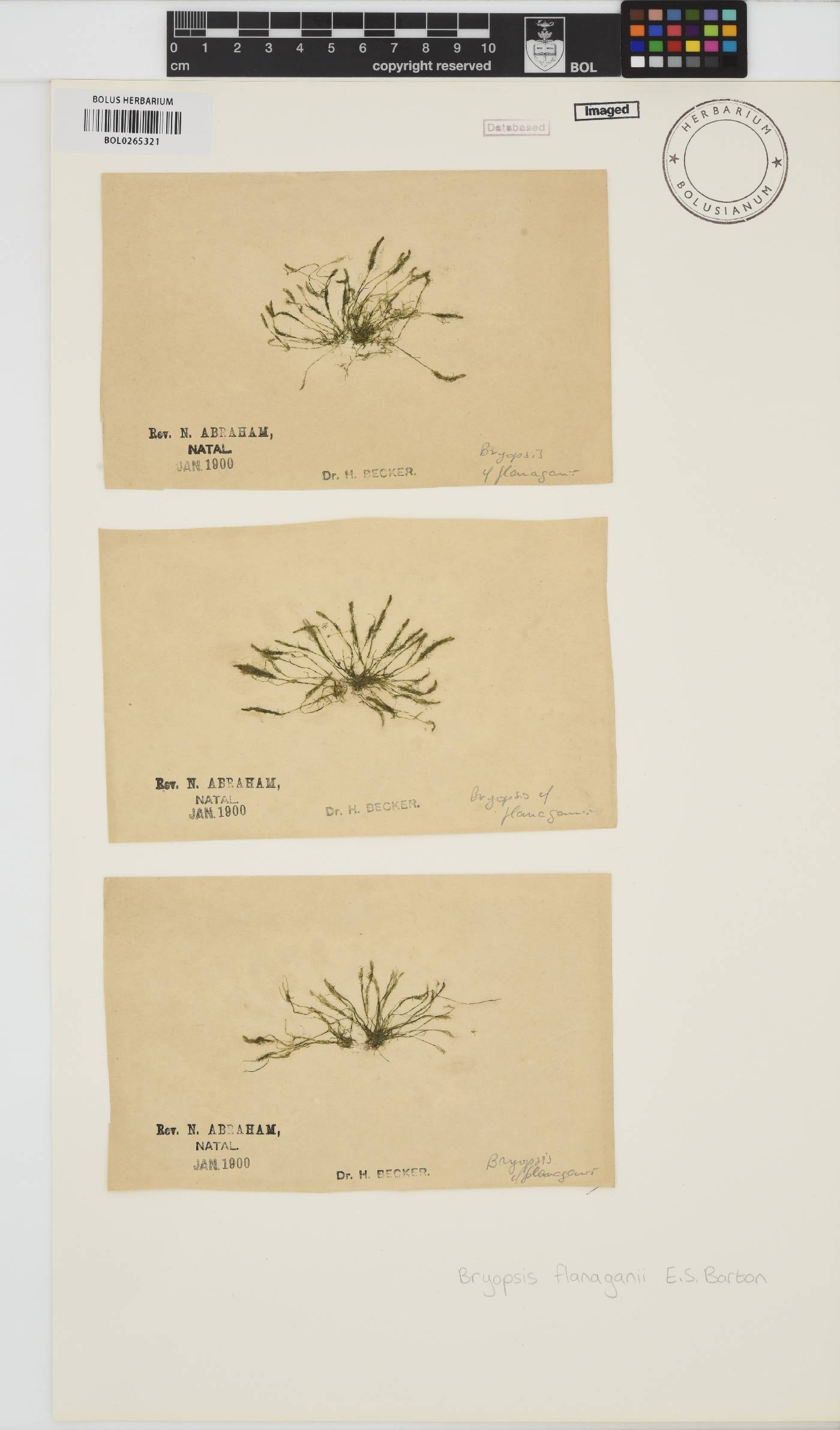 Bryopsis flanaganii image