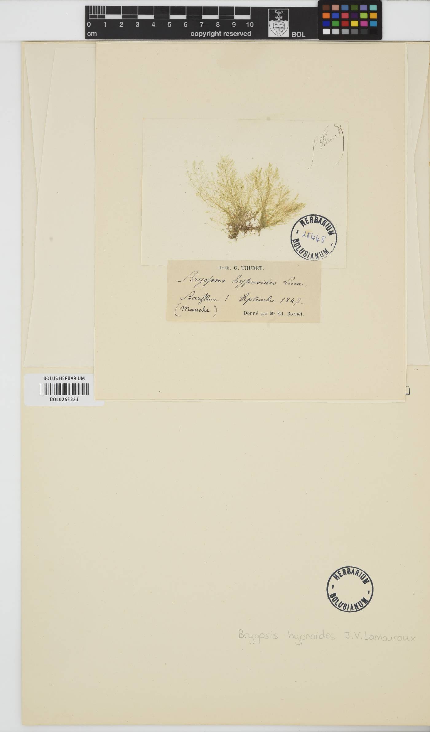 Bryopsis hypnoides image