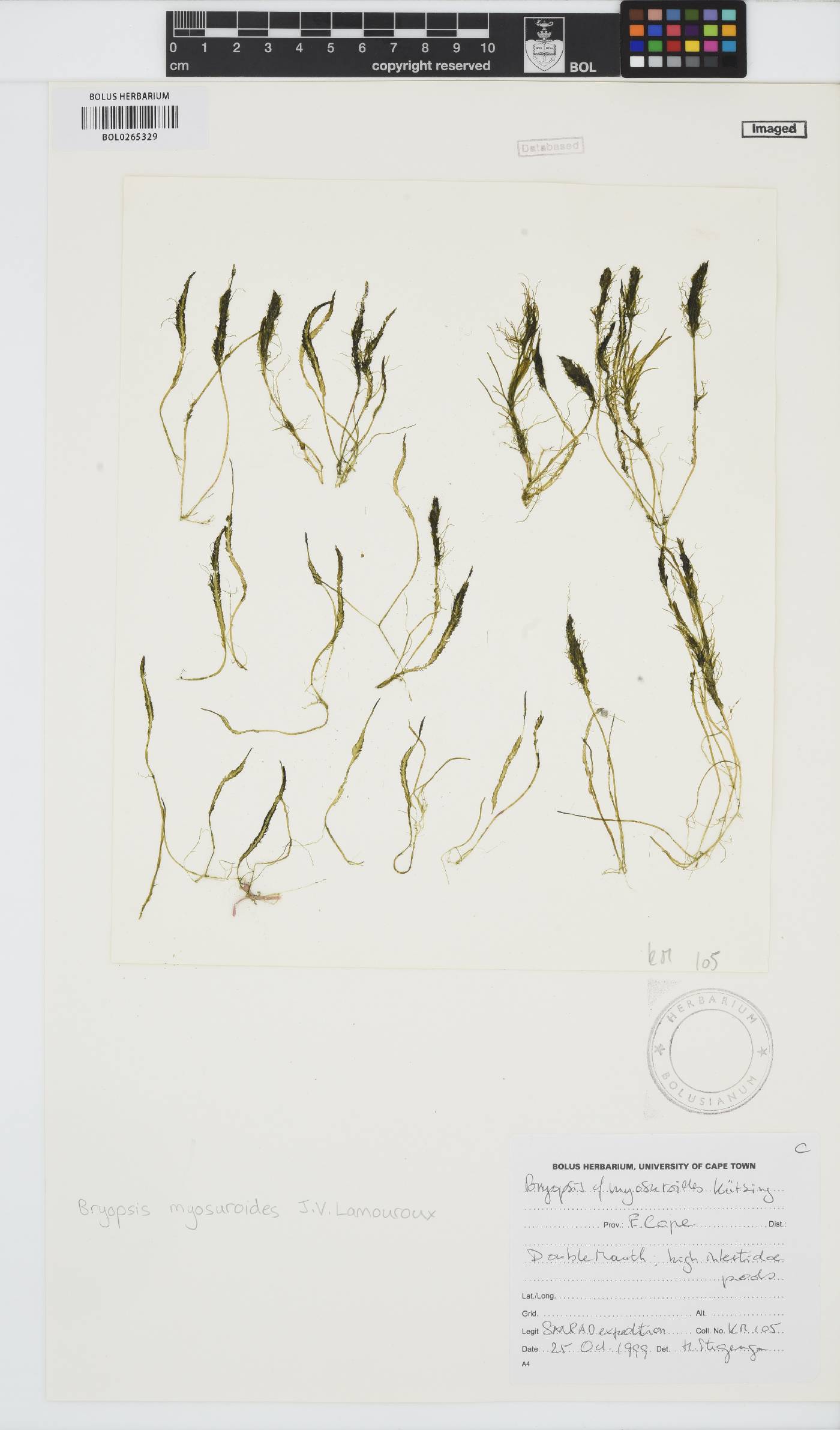 Bryopsis myosuroides image
