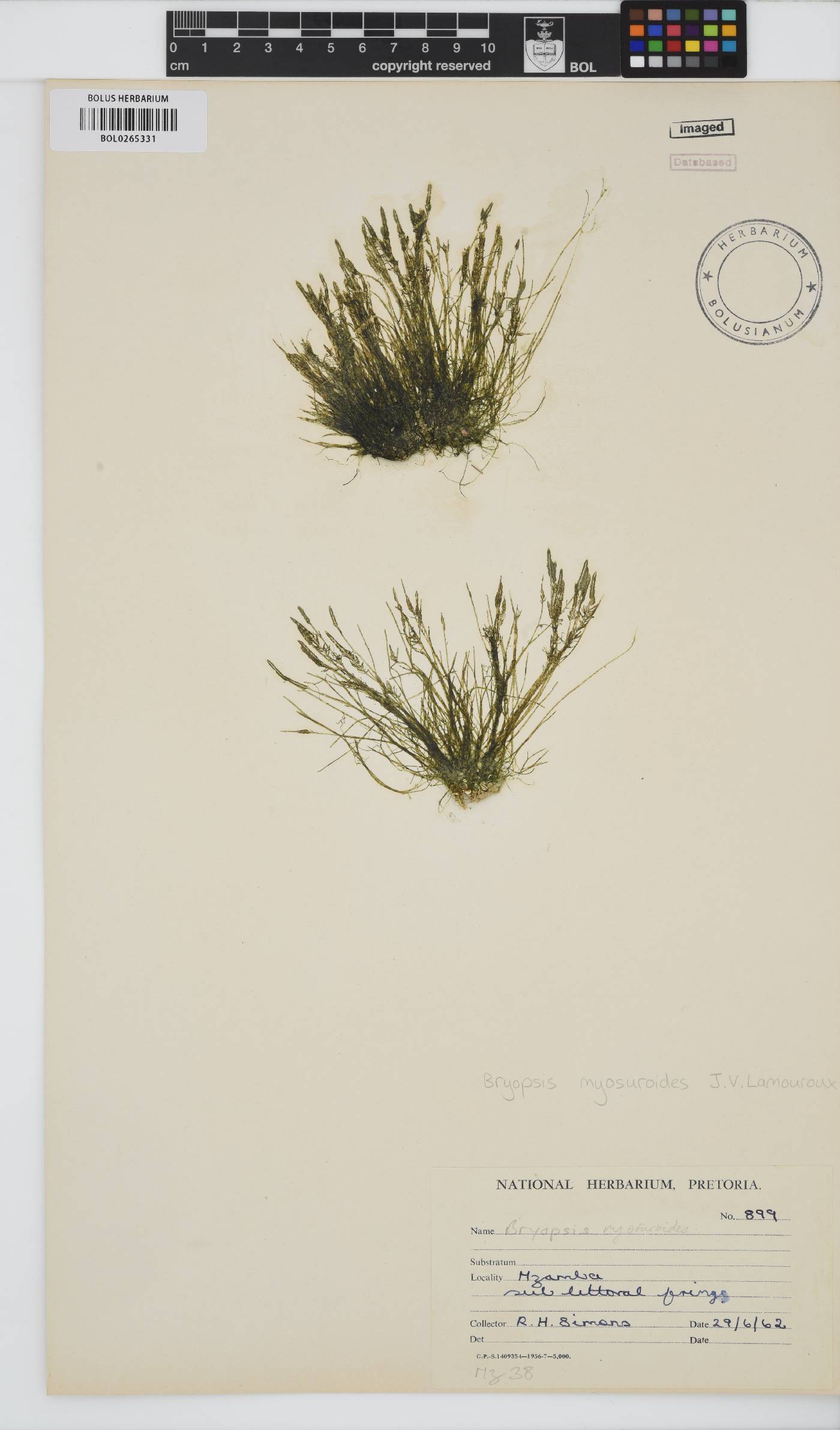 Bryopsis myosuroides image